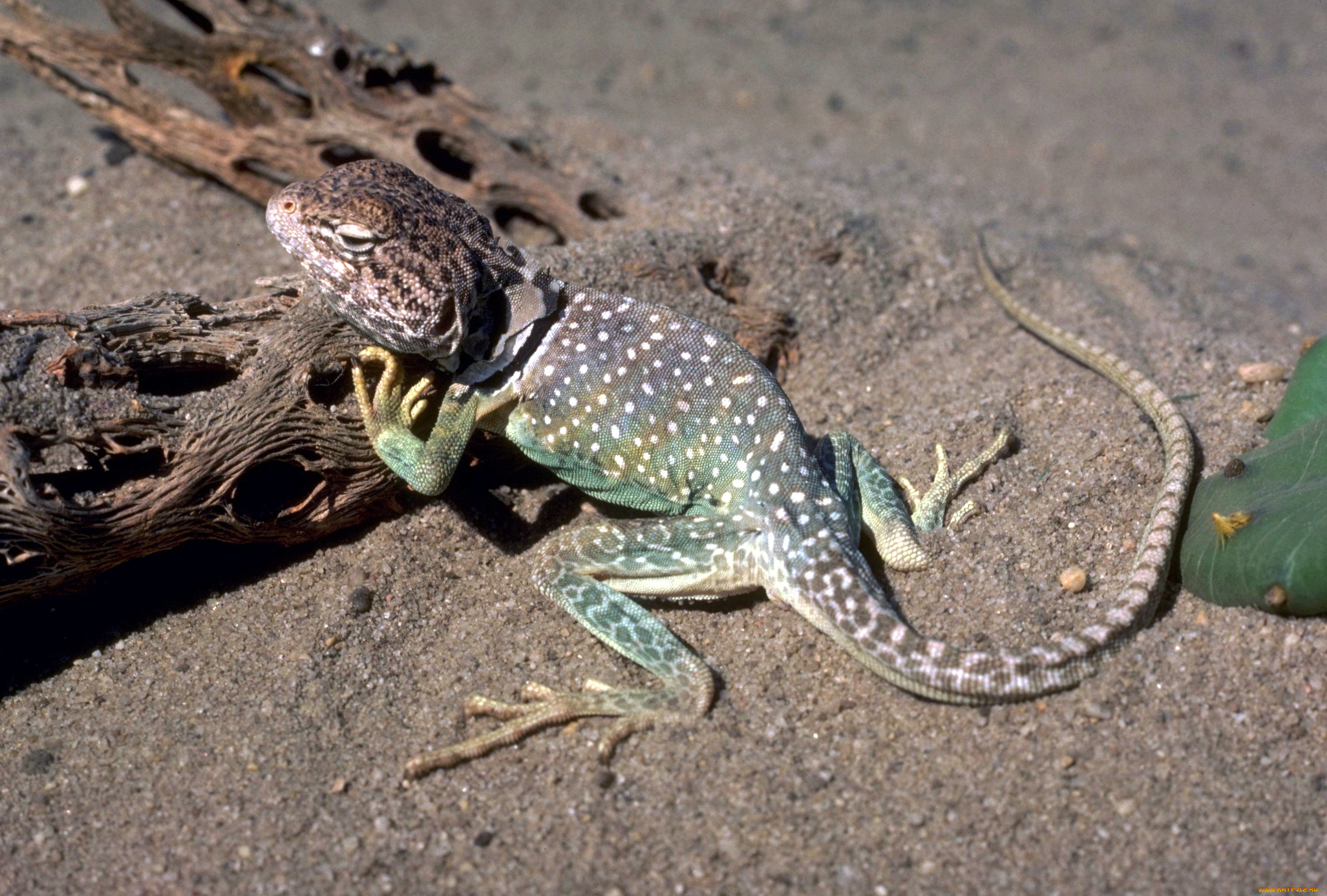 животные, ящерицы, , игуаны, , вараны, коряги, кактус, песок, ящерица