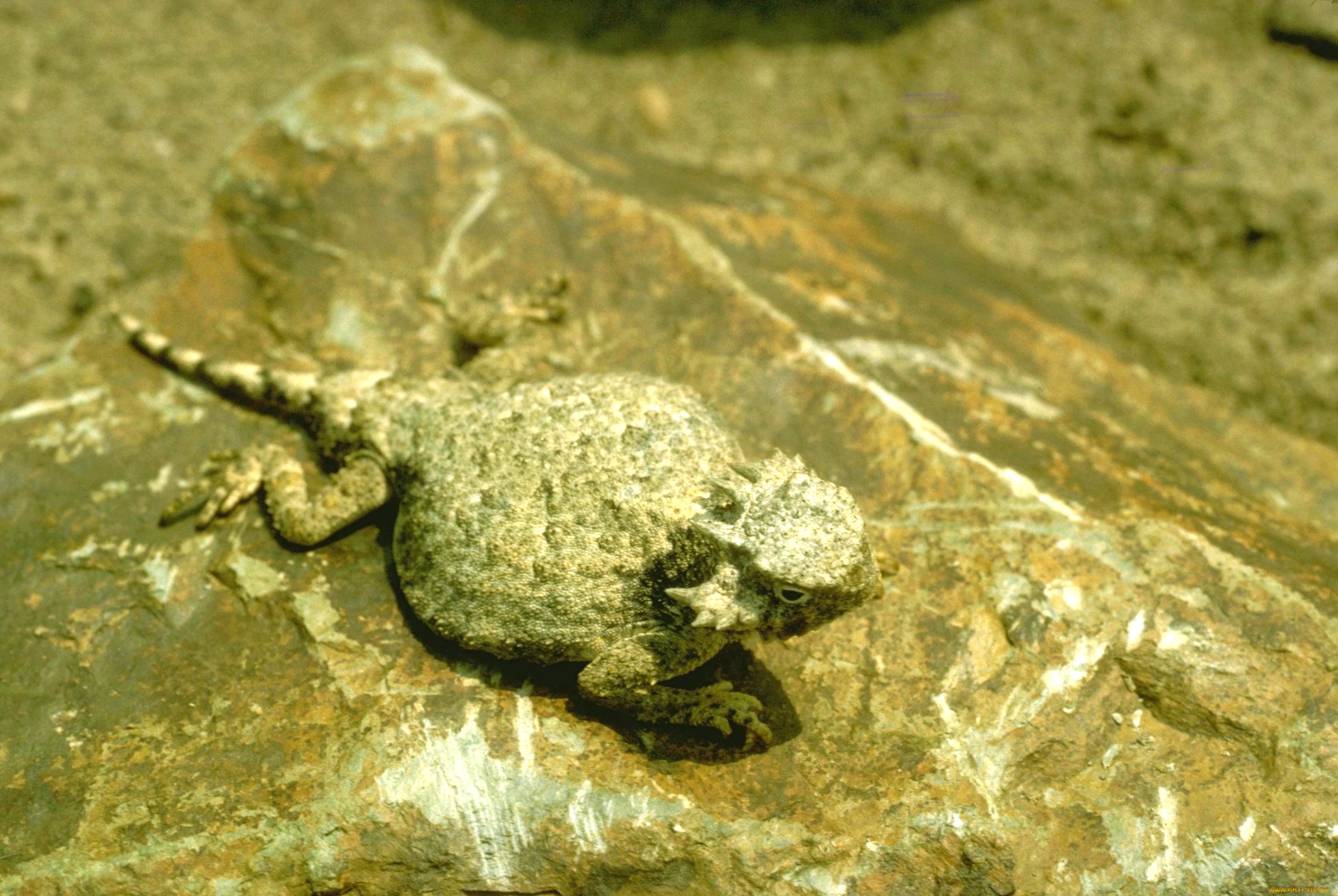 животные, ящерицы, , игуаны, , вараны, ящерица, камень, молох