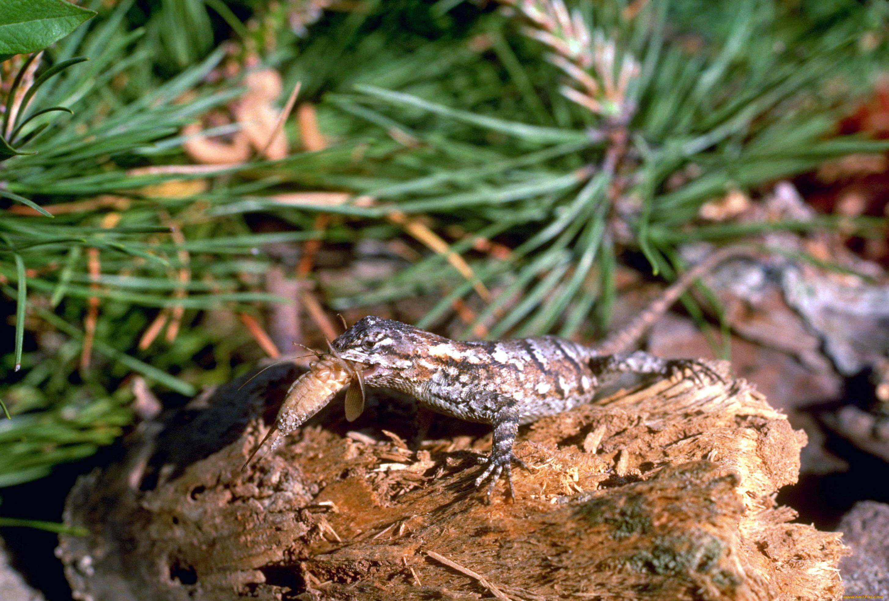 животные, ящерицы, , игуаны, , вараны, ящерица, бревно, хвоя, добыча