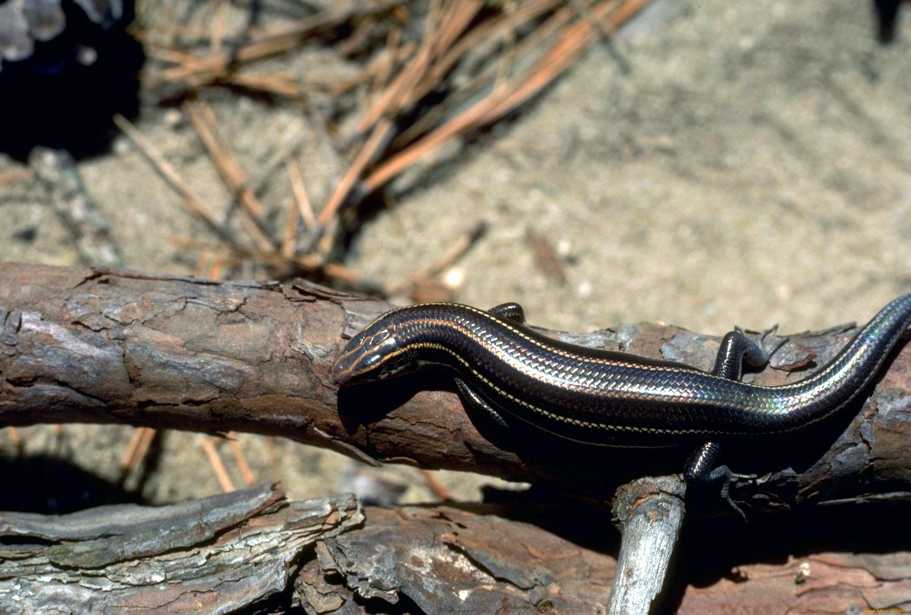 животные, ящерицы, , игуаны, , вараны, песок, хвоя, бревна, ящерица