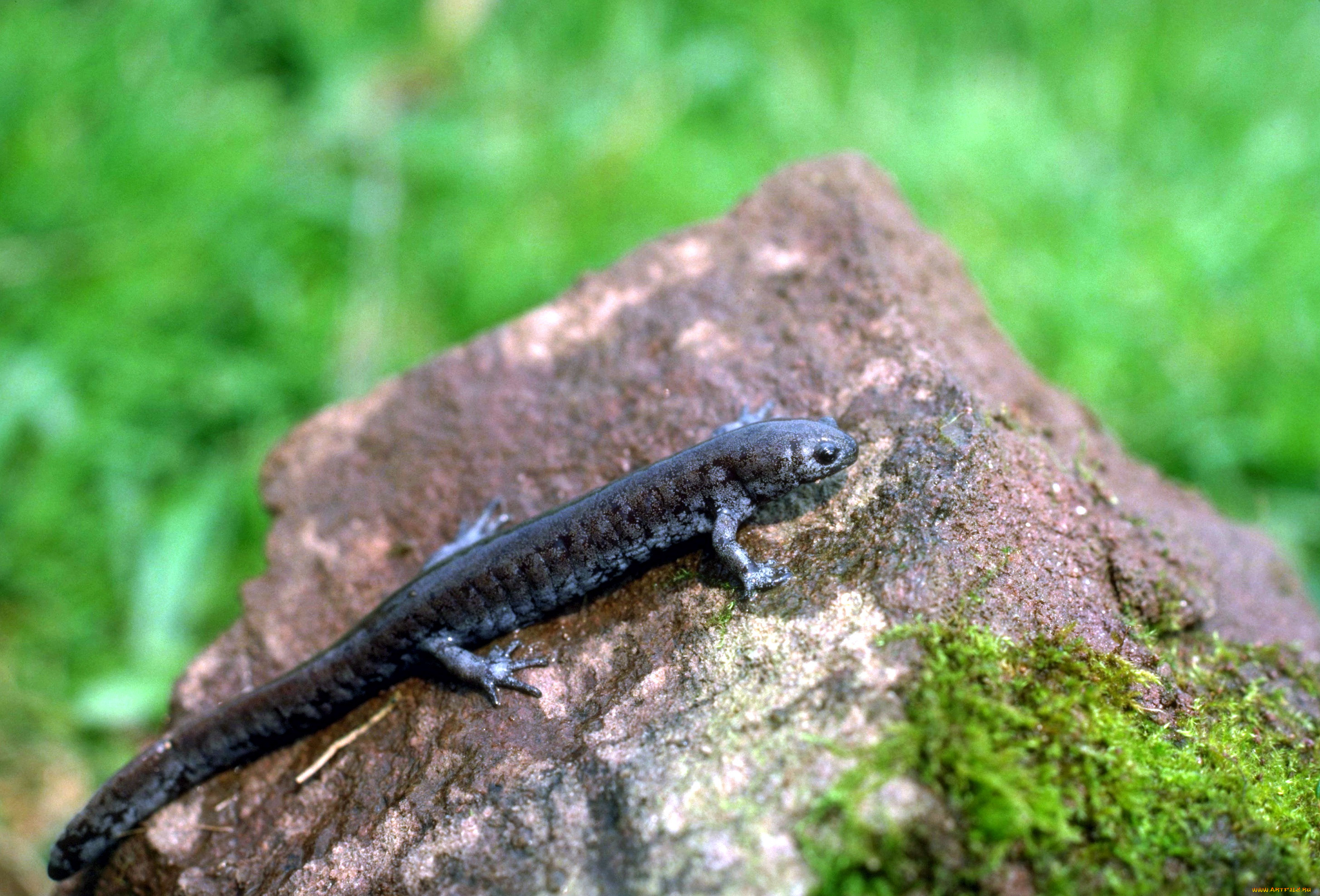 животные, ящерицы, , игуаны, , вараны, тритон, камень