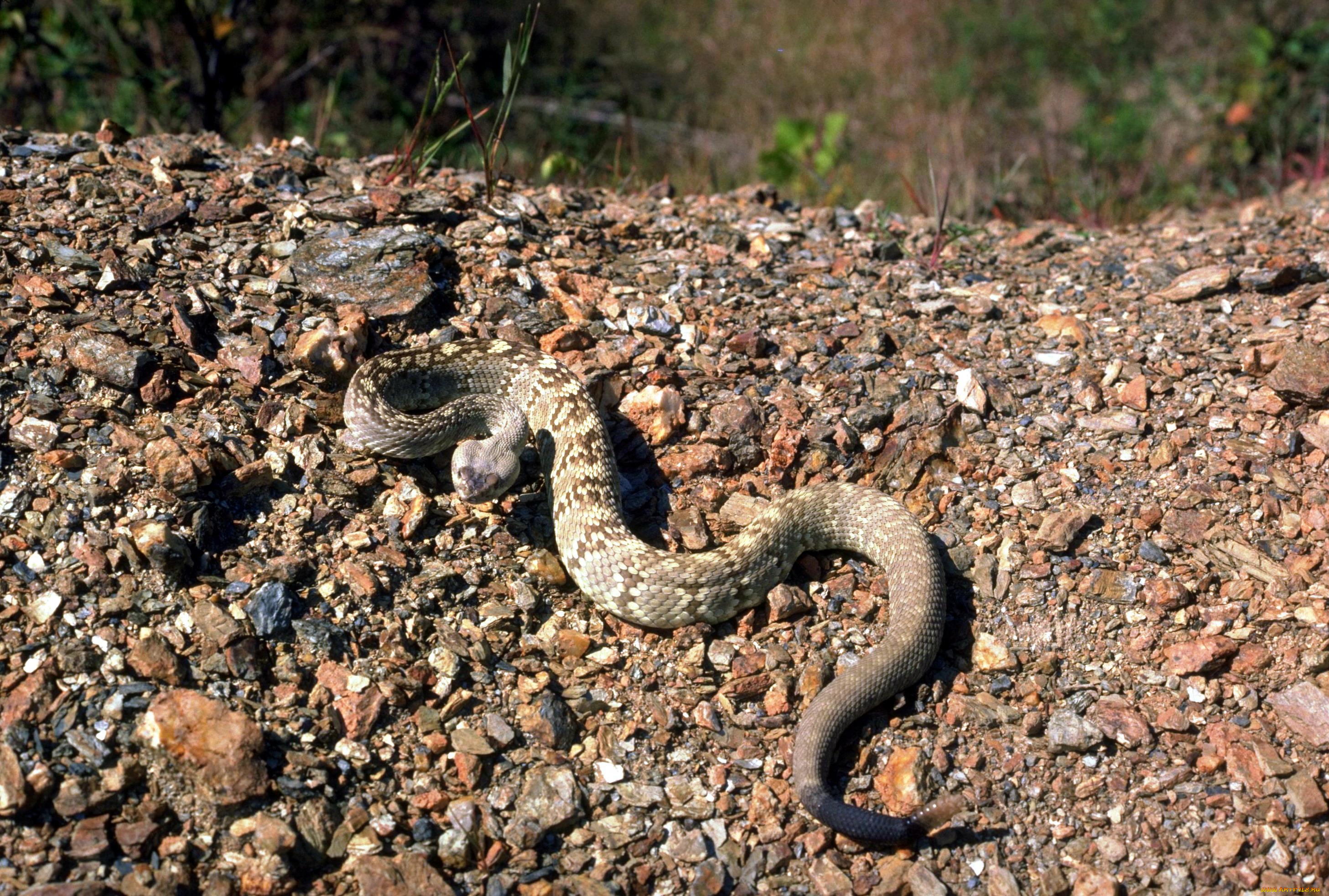 животные, змеи, , питоны, , кобры, камни, гремучая, змея