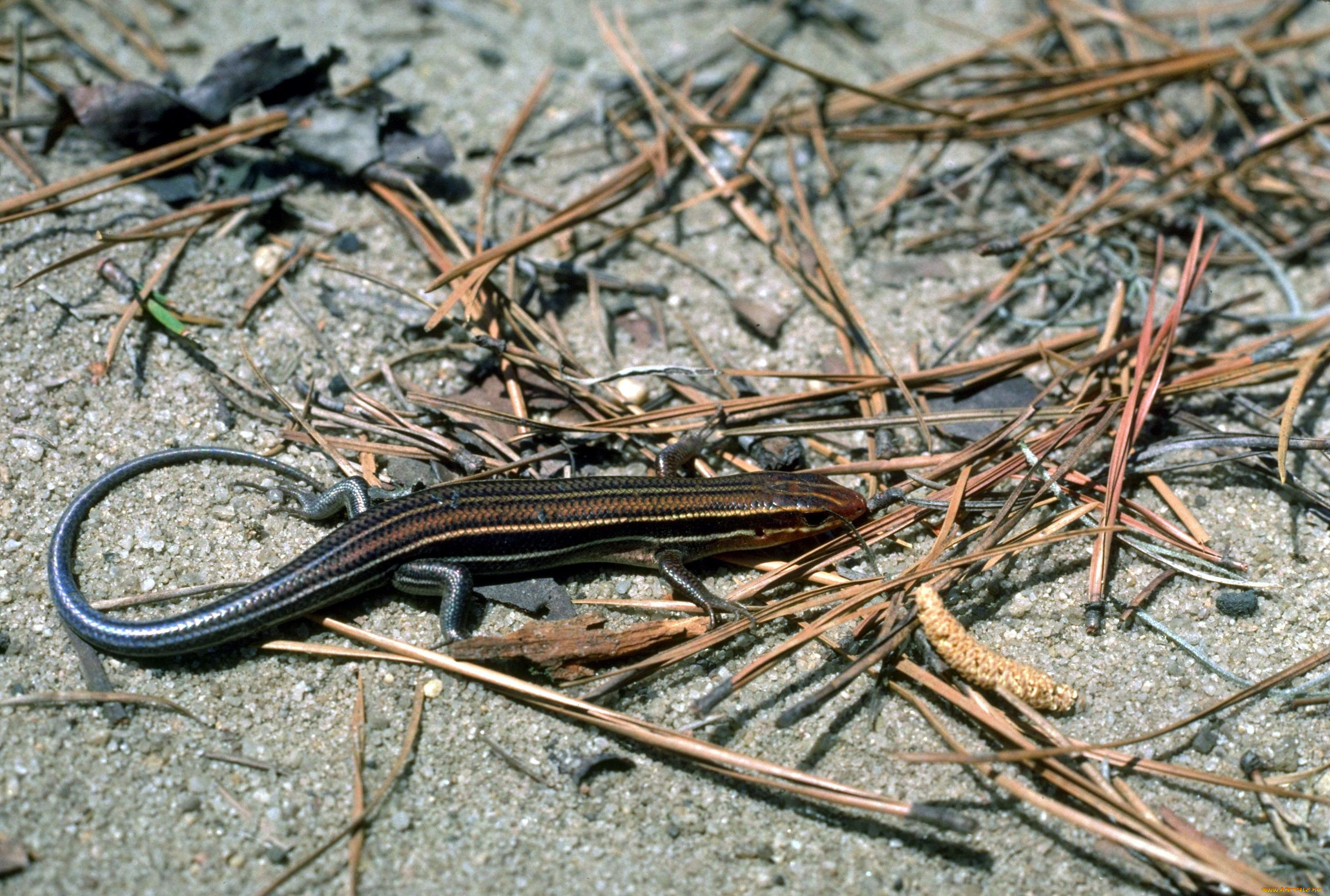 животные, ящерицы, , игуаны, , вараны, хвоя, песок, ящерица