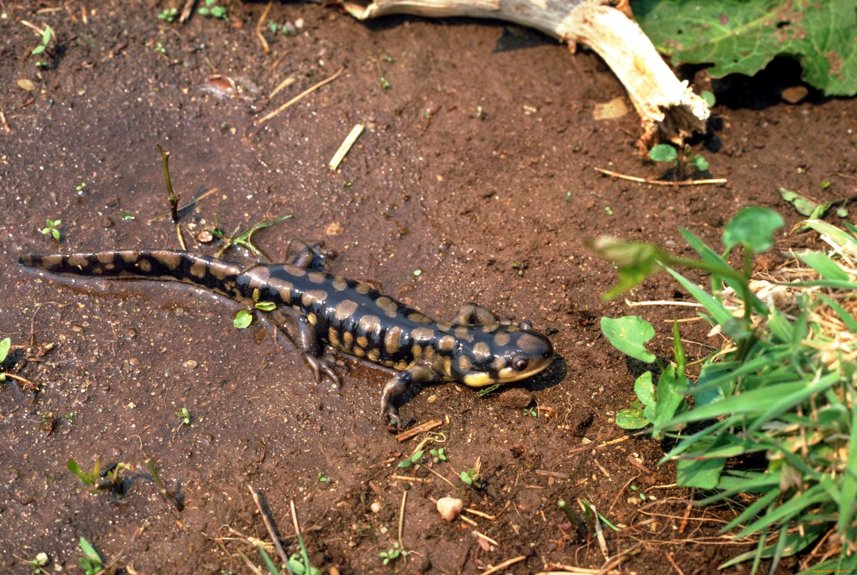 животные, ящерицы, , игуаны, , вараны, трава, саламандра