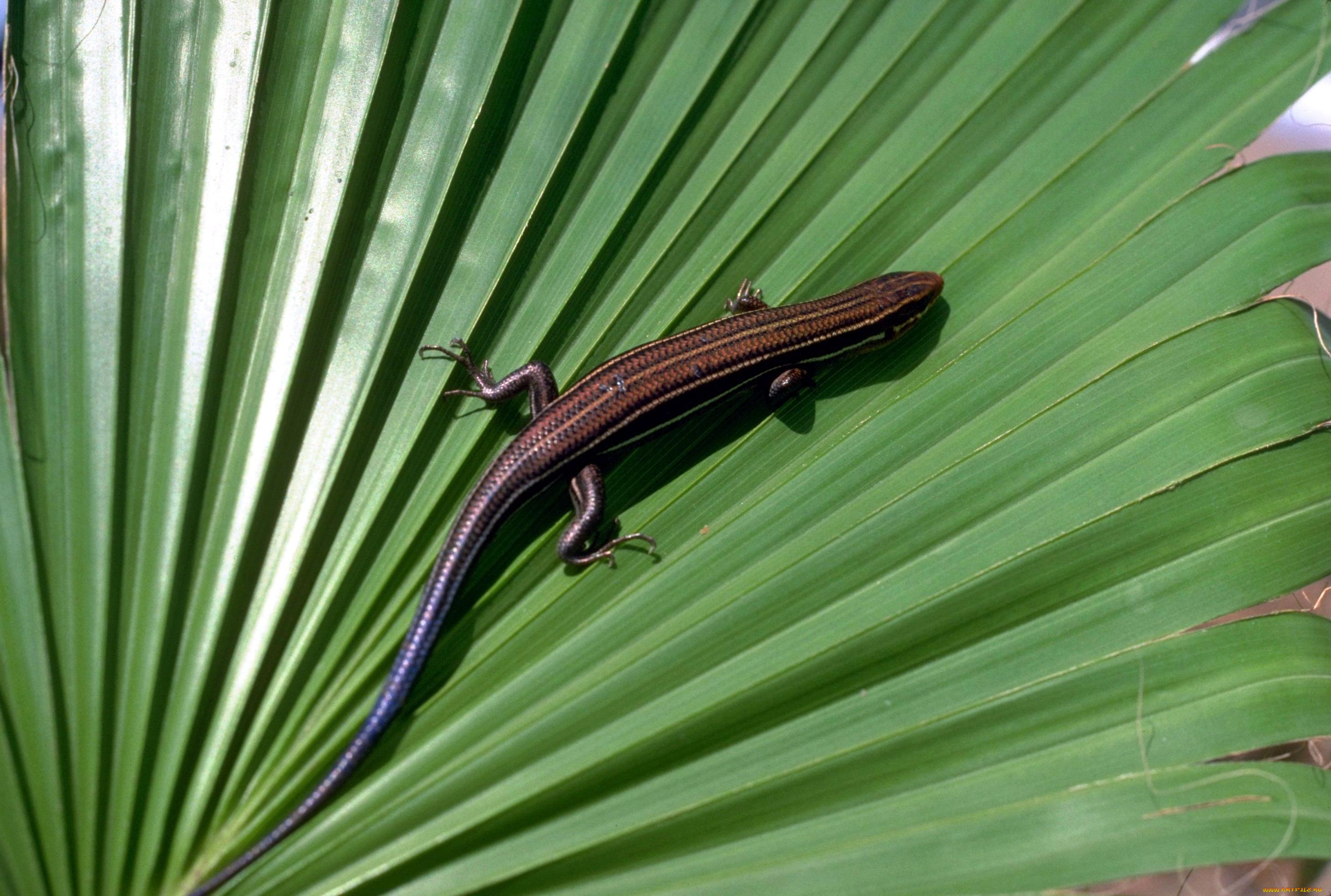 животные, ящерицы, , игуаны, , вараны, пальма, лист, ящерица