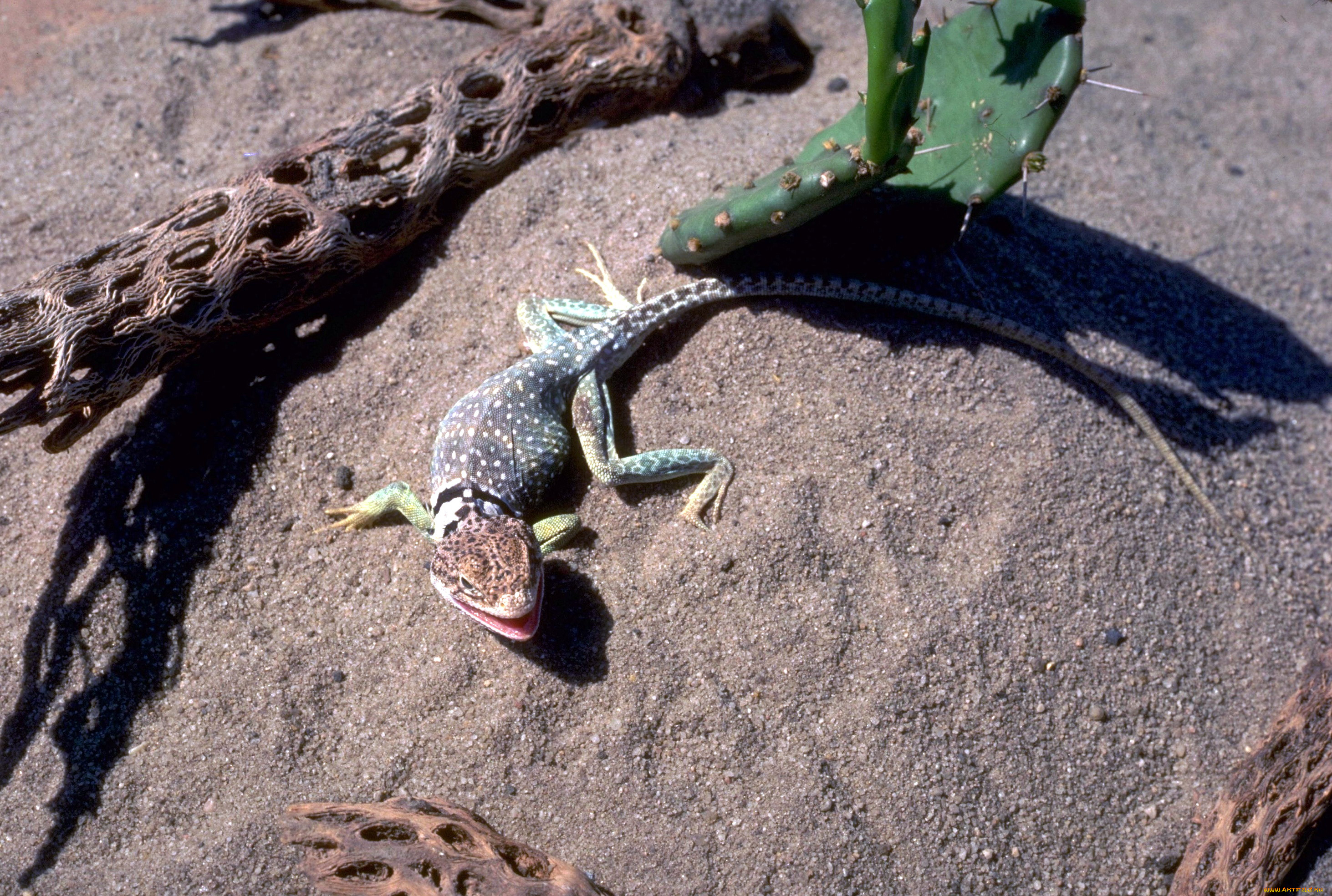животные, ящерицы, , игуаны, , вараны, коряги, кактус, песок, ящерица