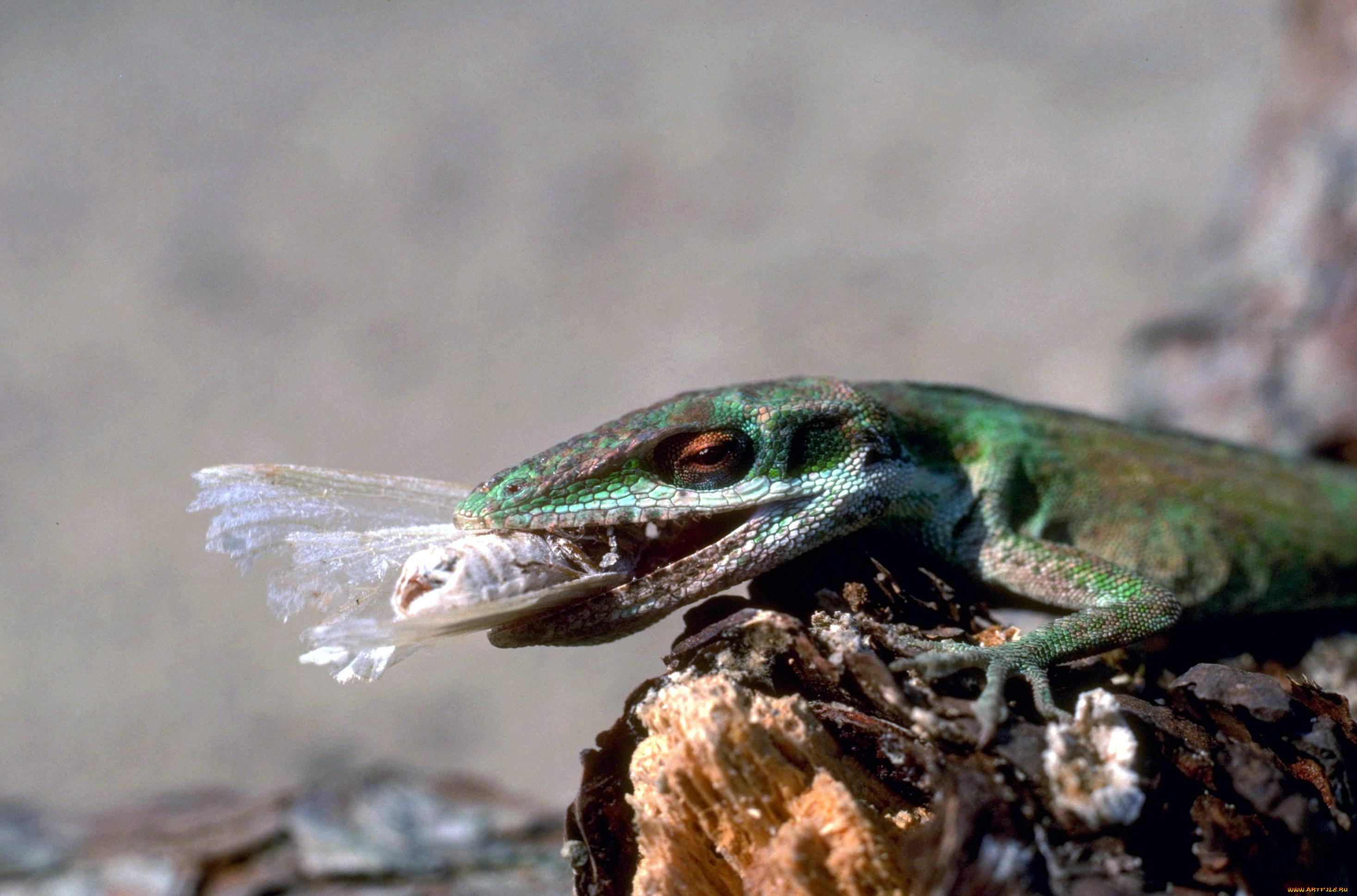 животные, ящерицы, , игуаны, , вараны, коряга, добыча, ящерица