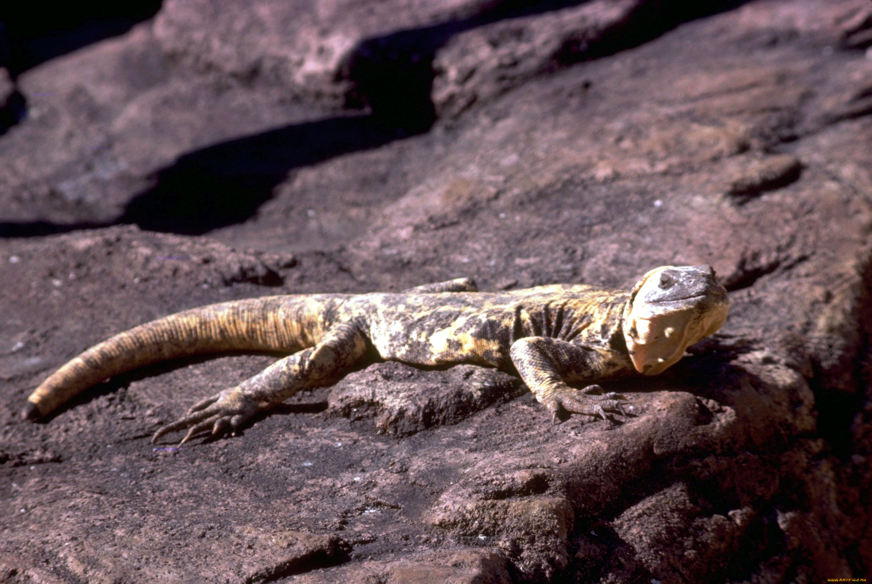 животные, ящерицы, , игуаны, , вараны, камни, ядозуб, ящерица