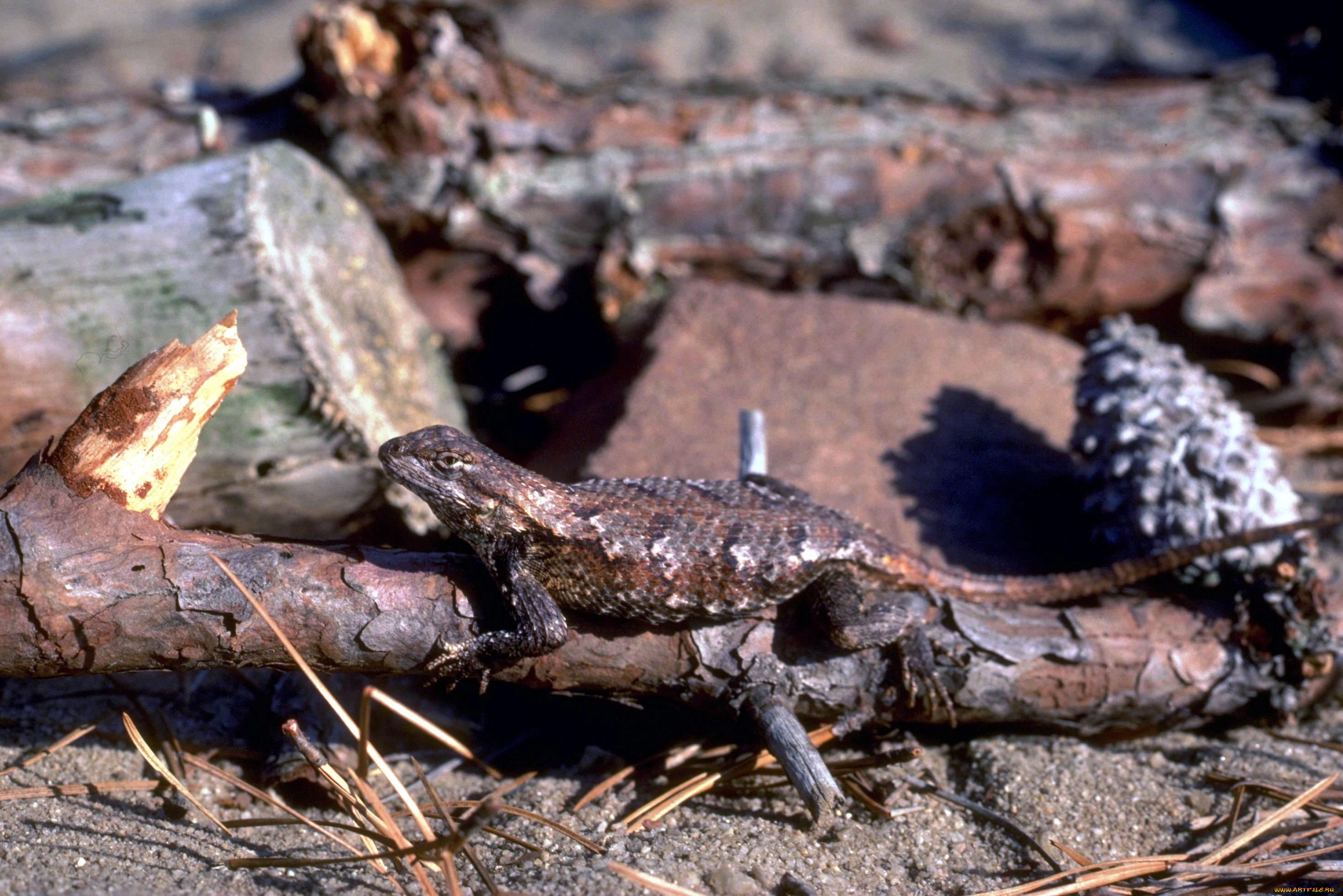 животные, ящерицы, , игуаны, , вараны, шишка, хвоя, бревна, ящерица