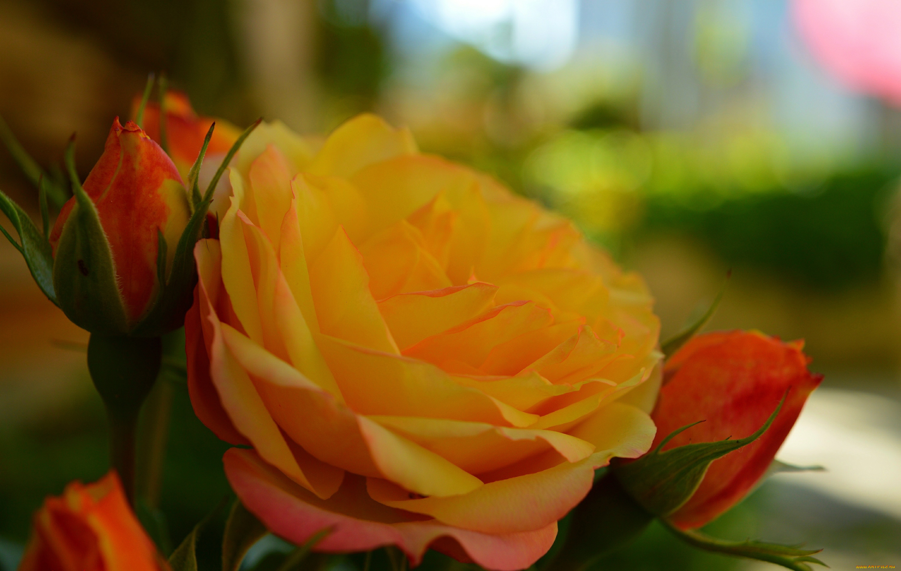 цветы, розы, роза