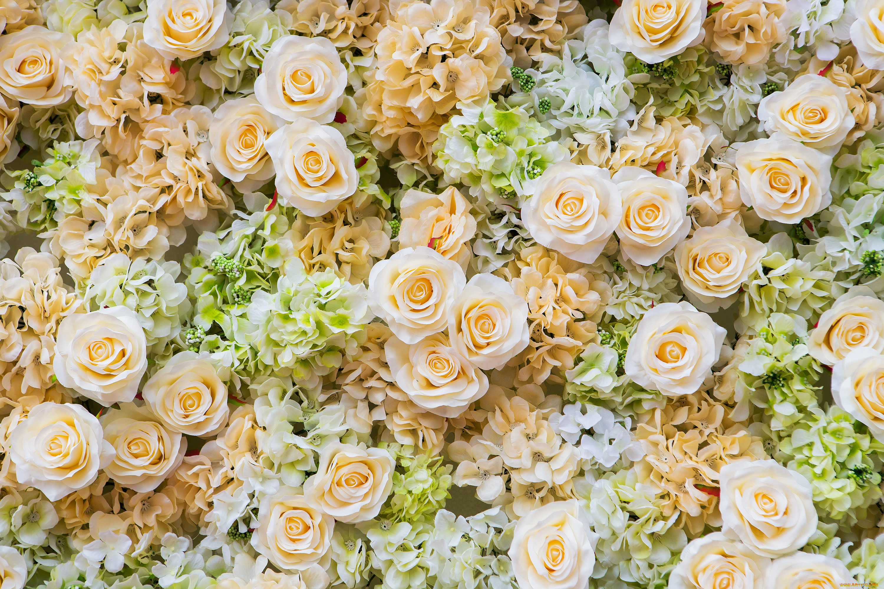 цветы, разные, вместе, розы