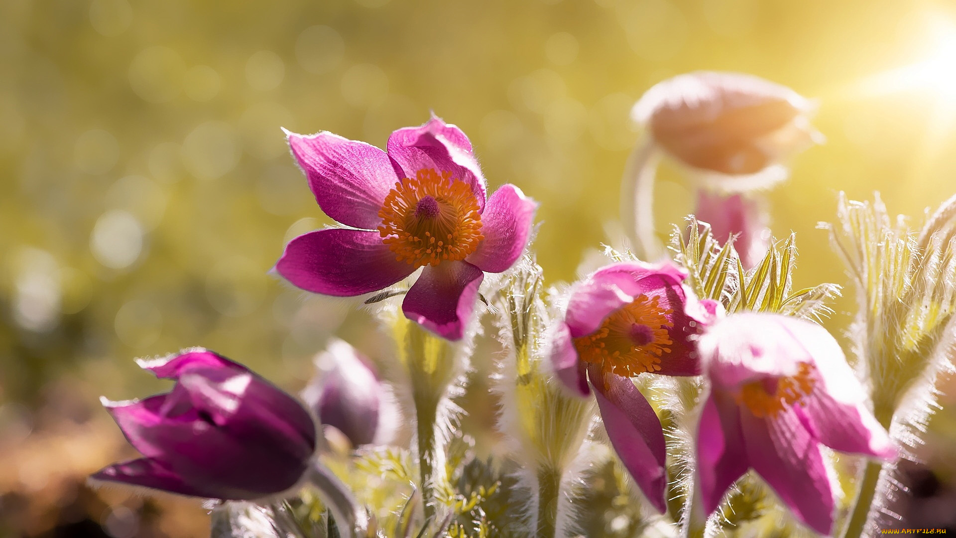 цветы, анемоны, , сон-трава, сон-трава