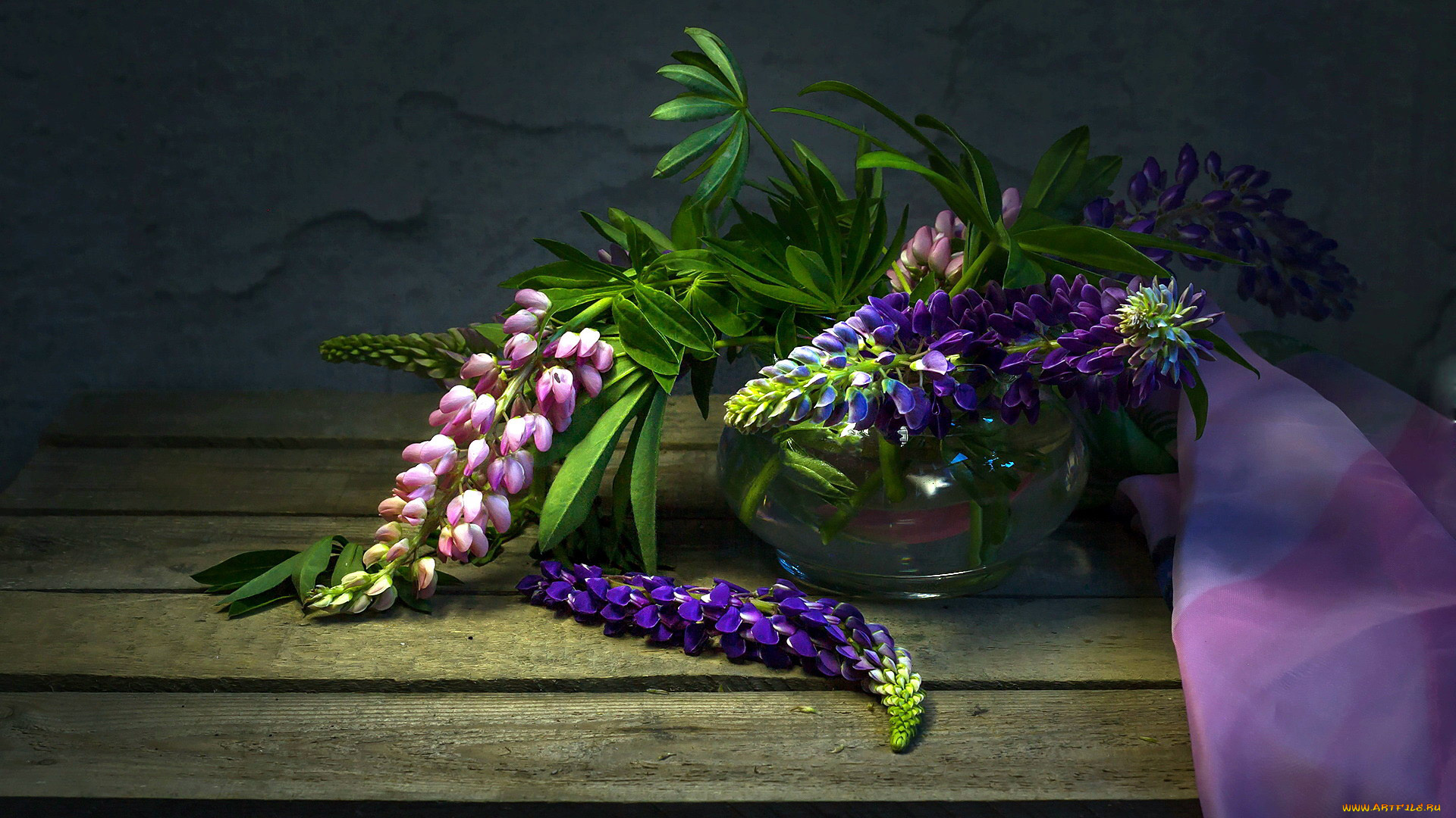 цветы, люпин