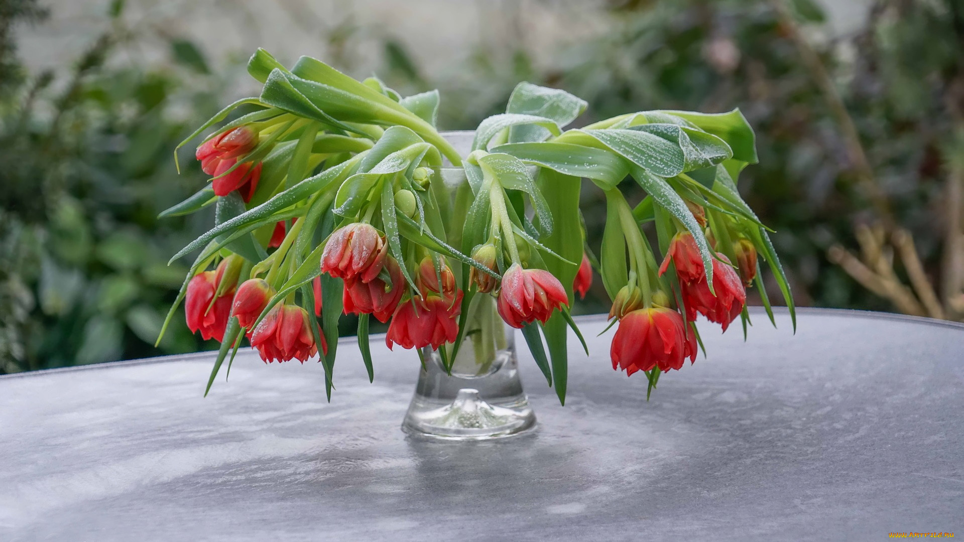 цветы, тюльпаны, ваза, капли