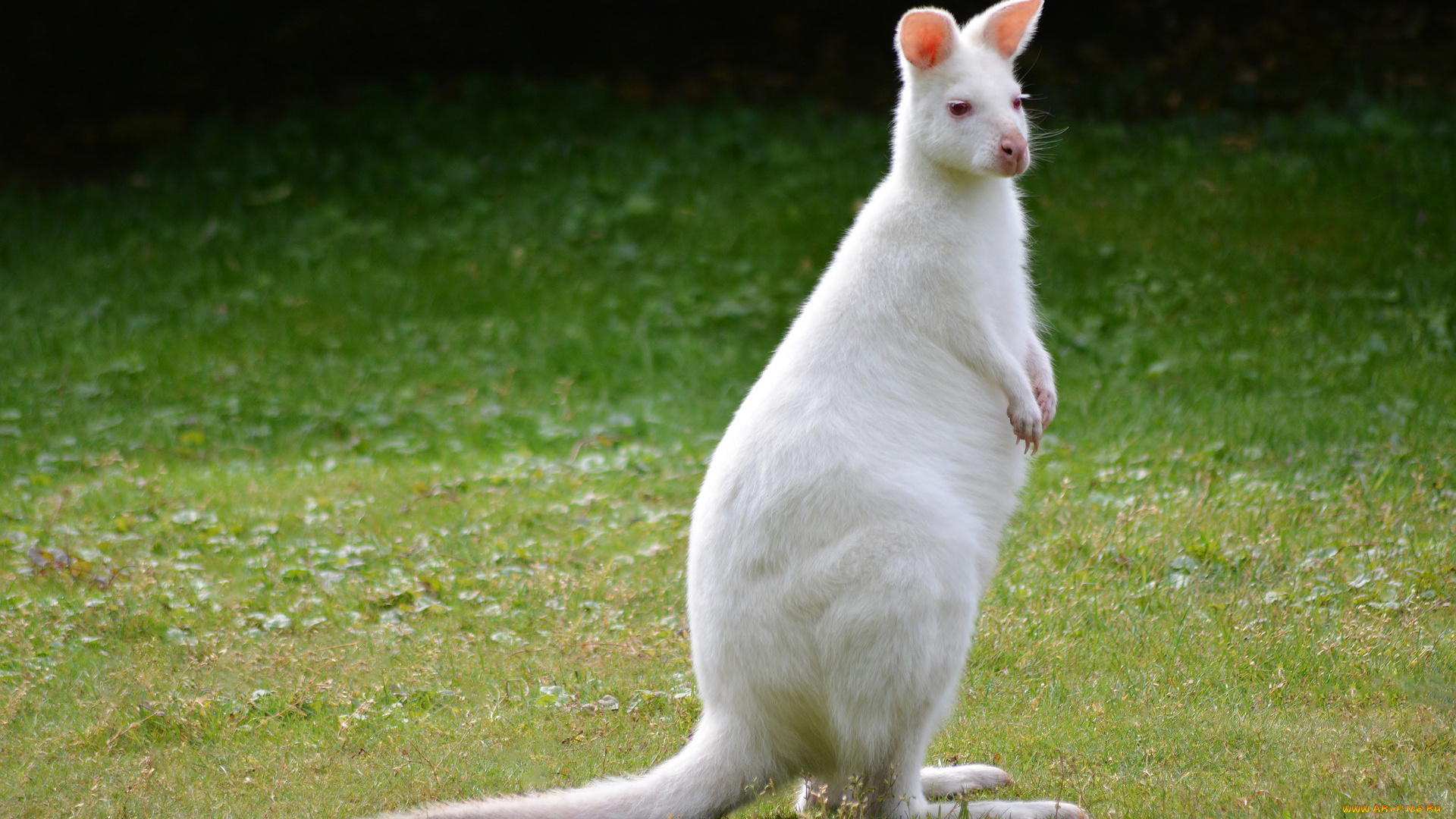 кенгуру, альбинос, животные, кенгуру, альбинос, белая, хвост, млекопитающее, сумчатые