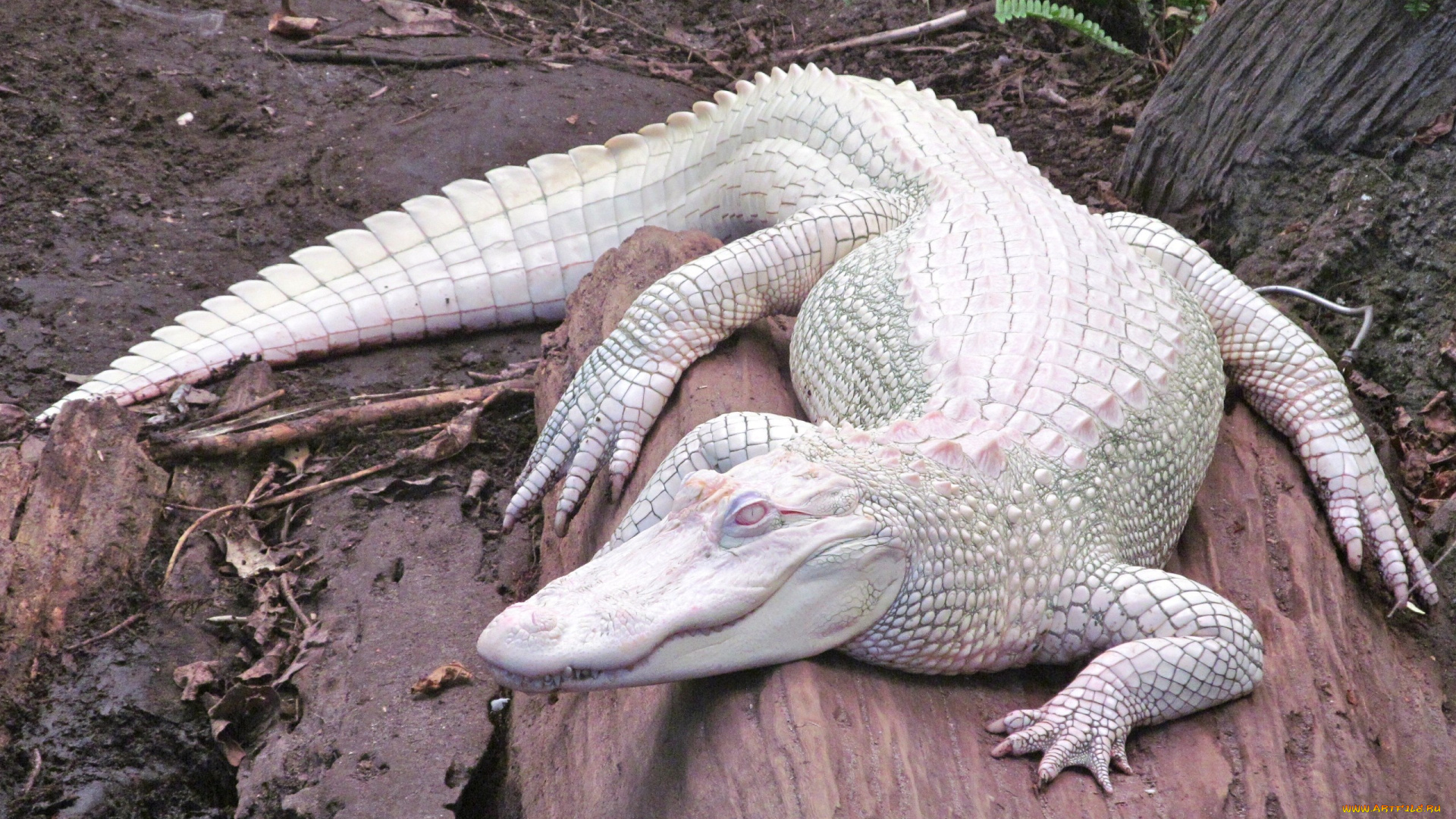 крокодил, альбинос, животные, крокодилы, крокодил, альбинос, белый, аномалия, пресмыкающиеся, хищник