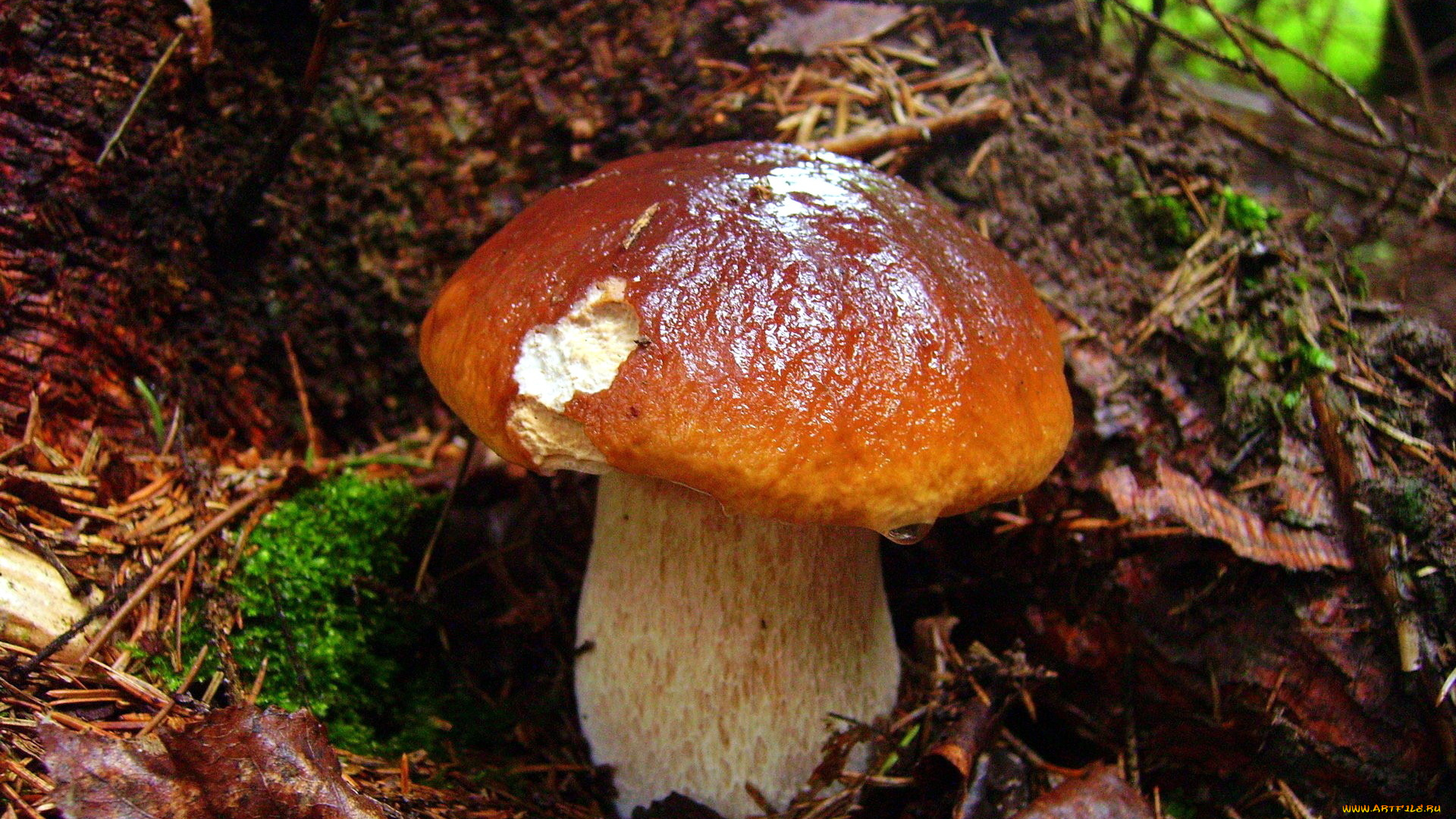природа, грибы, боровик