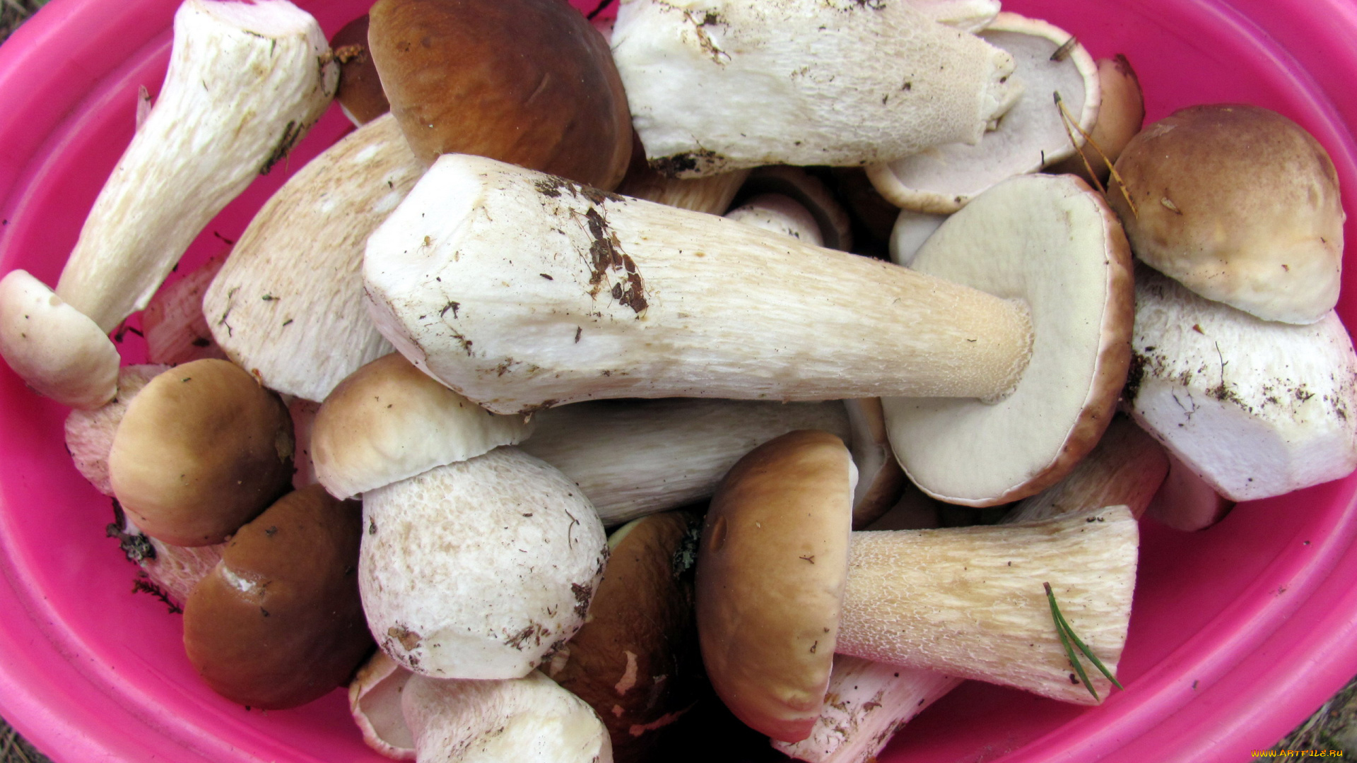 еда, грибы, , грибные, блюда, свежие, лесные, боровики