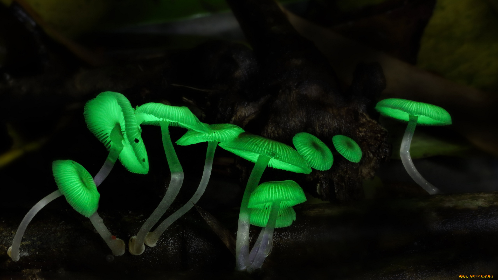 природа, грибы