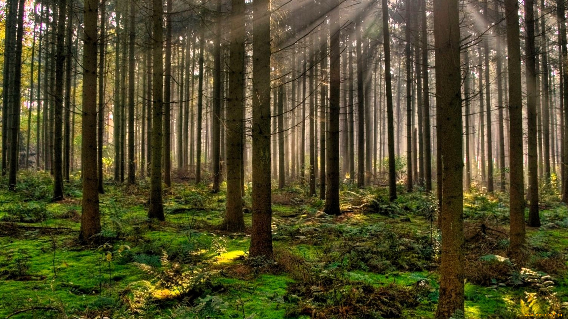 природа, лес, деревья, лучи, папоротник