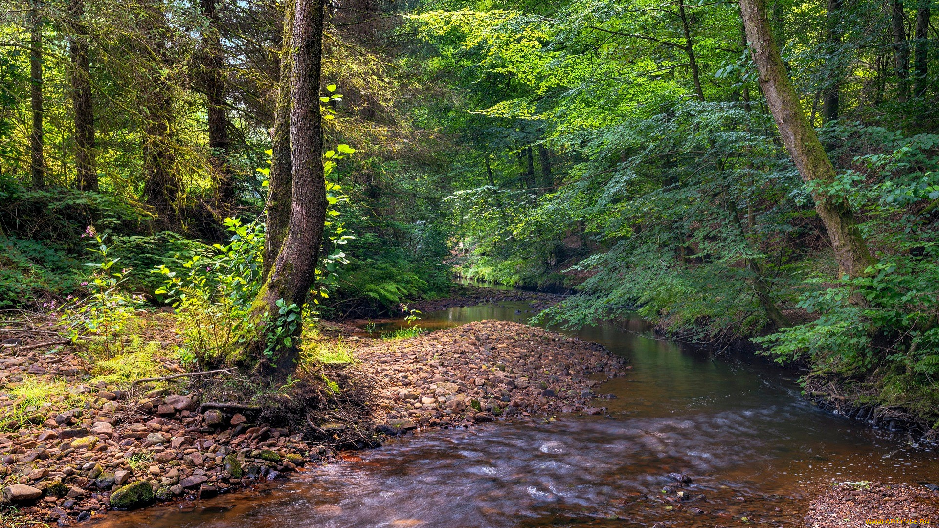 природа, реки, озера, лес, ручей, галька