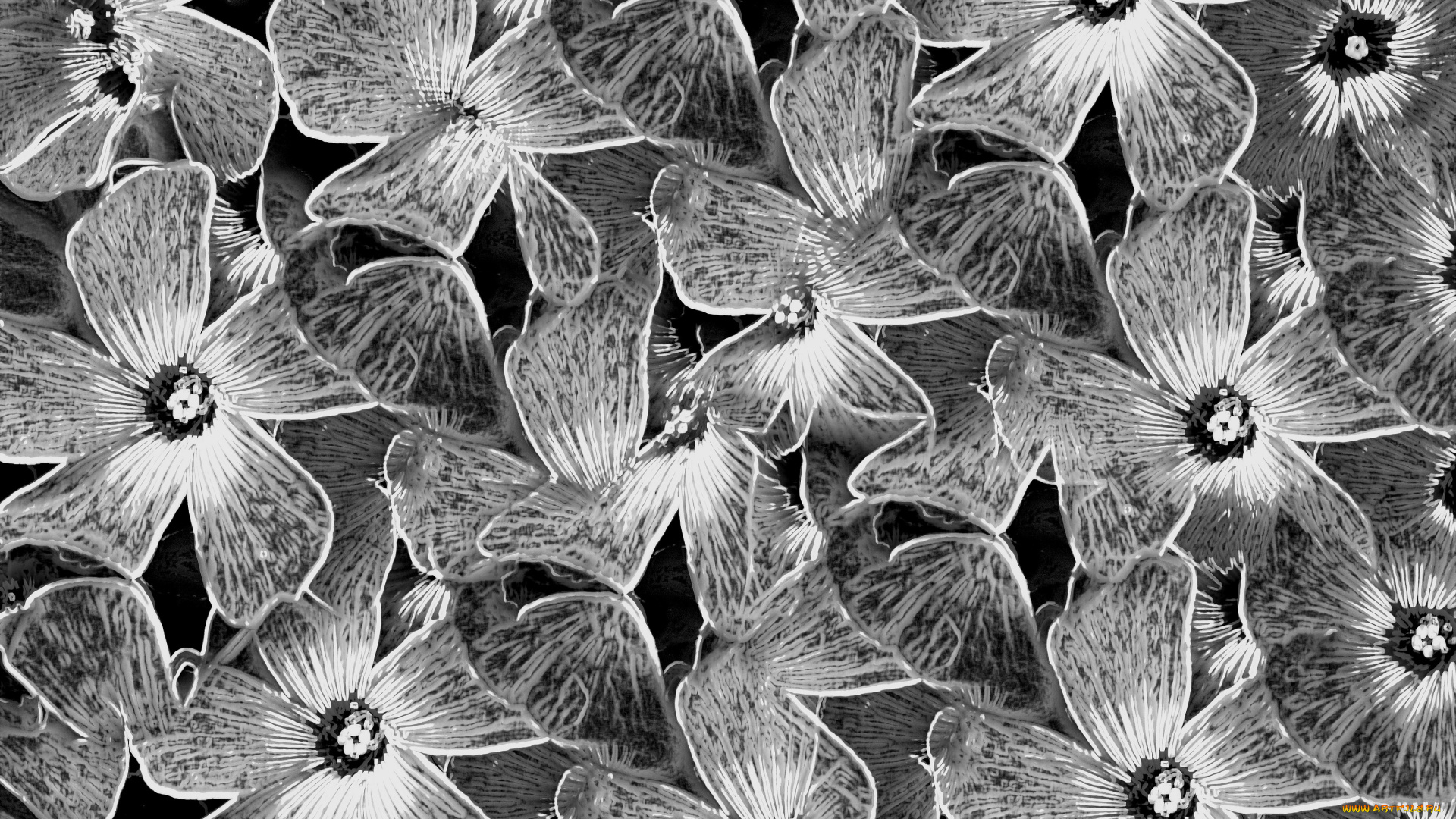 разное, компьютерный, дизайн, цветы