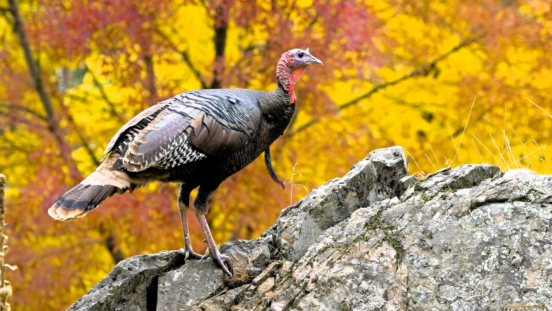 животные, индюки, индюк, камень, осень, лес