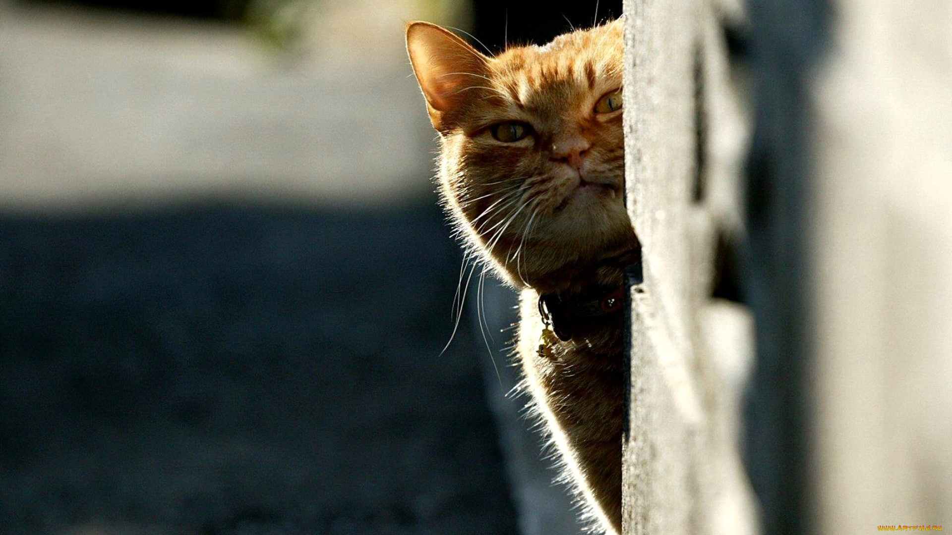 животные, коты, кот, рыжий, угол, стена