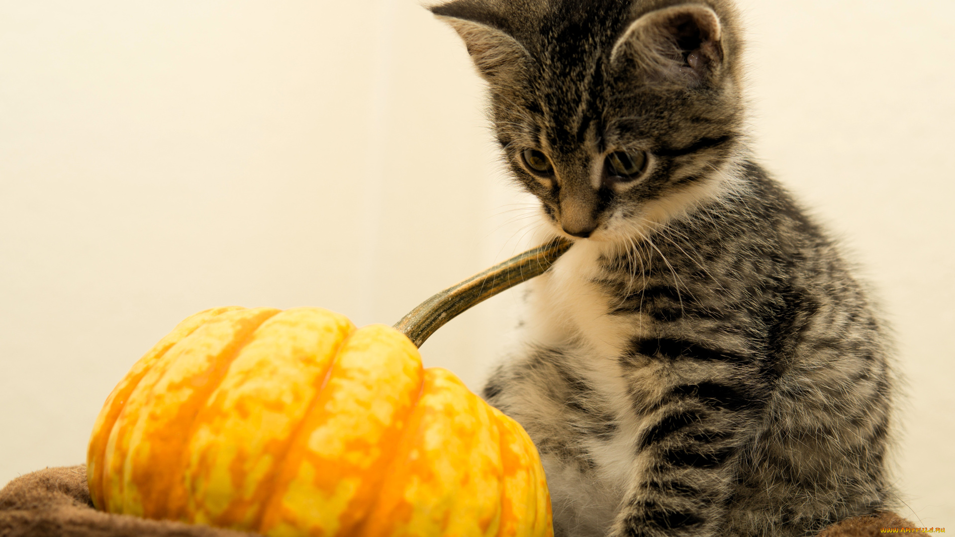 животные, коты, котенок, тыква