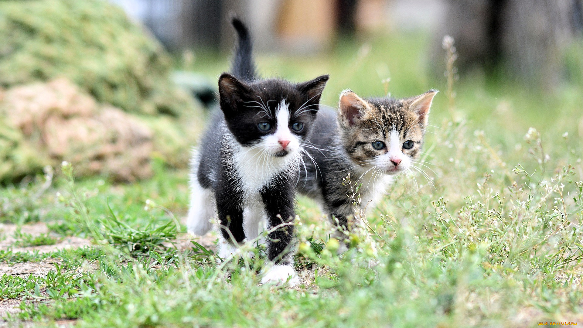 животные, коты, котята, трава