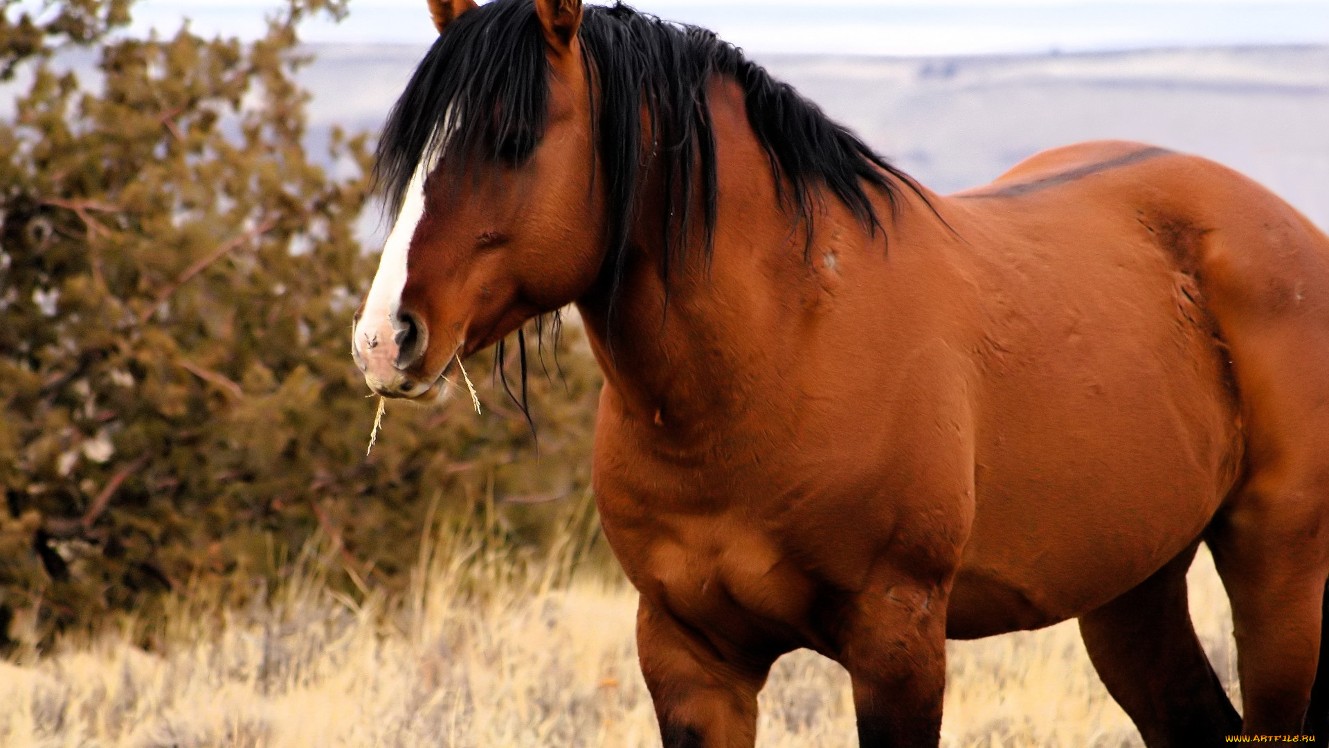 животные, лошади, лошадь, гнедая, трава, кусты