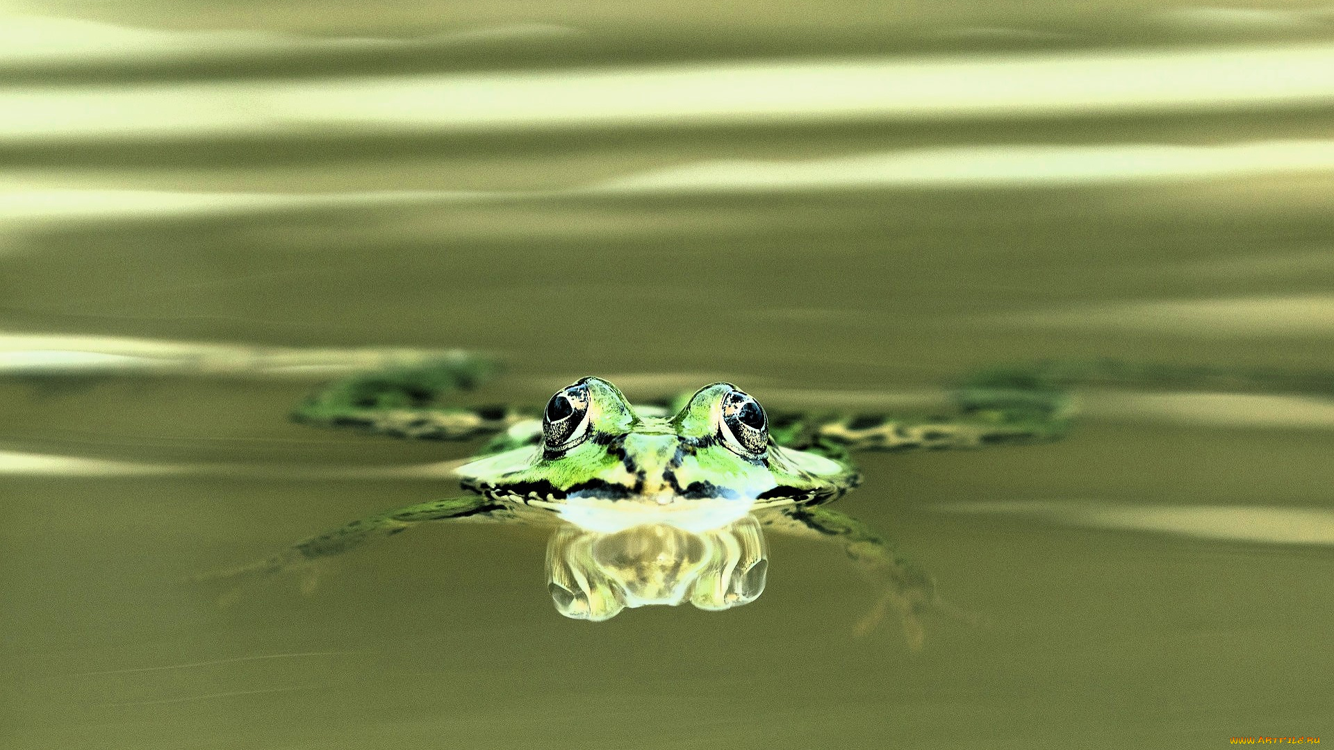 животные, лягушки, лягушка, вода