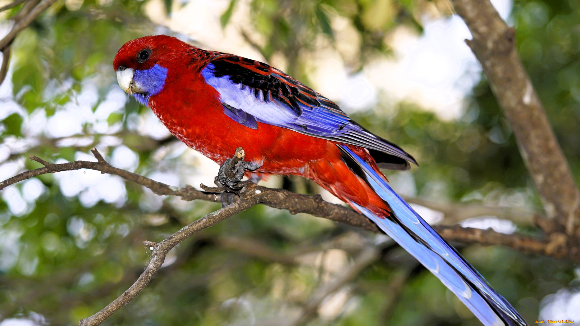 животные, попугаи, попугай, ветки, дерево