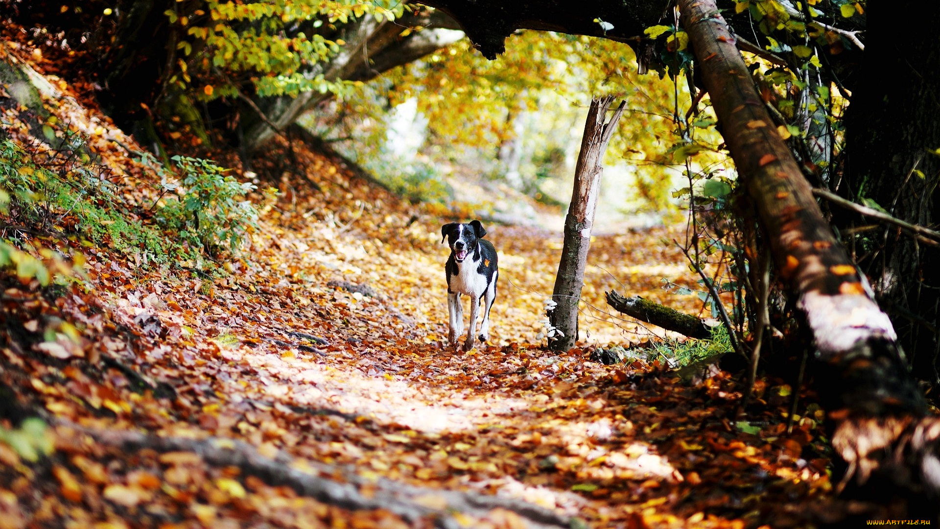 животные, собаки, собака, лес, осень, листья, овраг