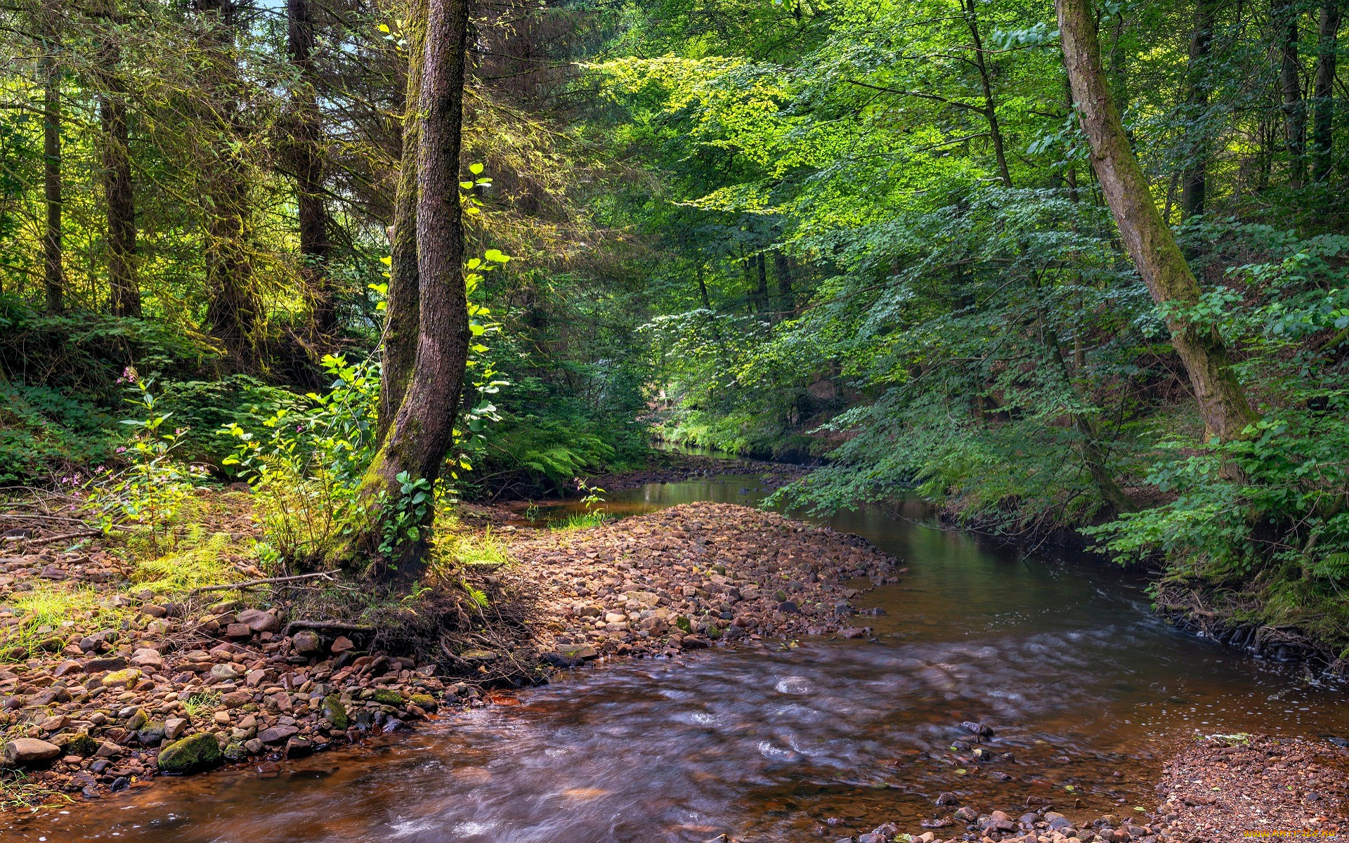 природа, реки, озера, лес, ручей, галька