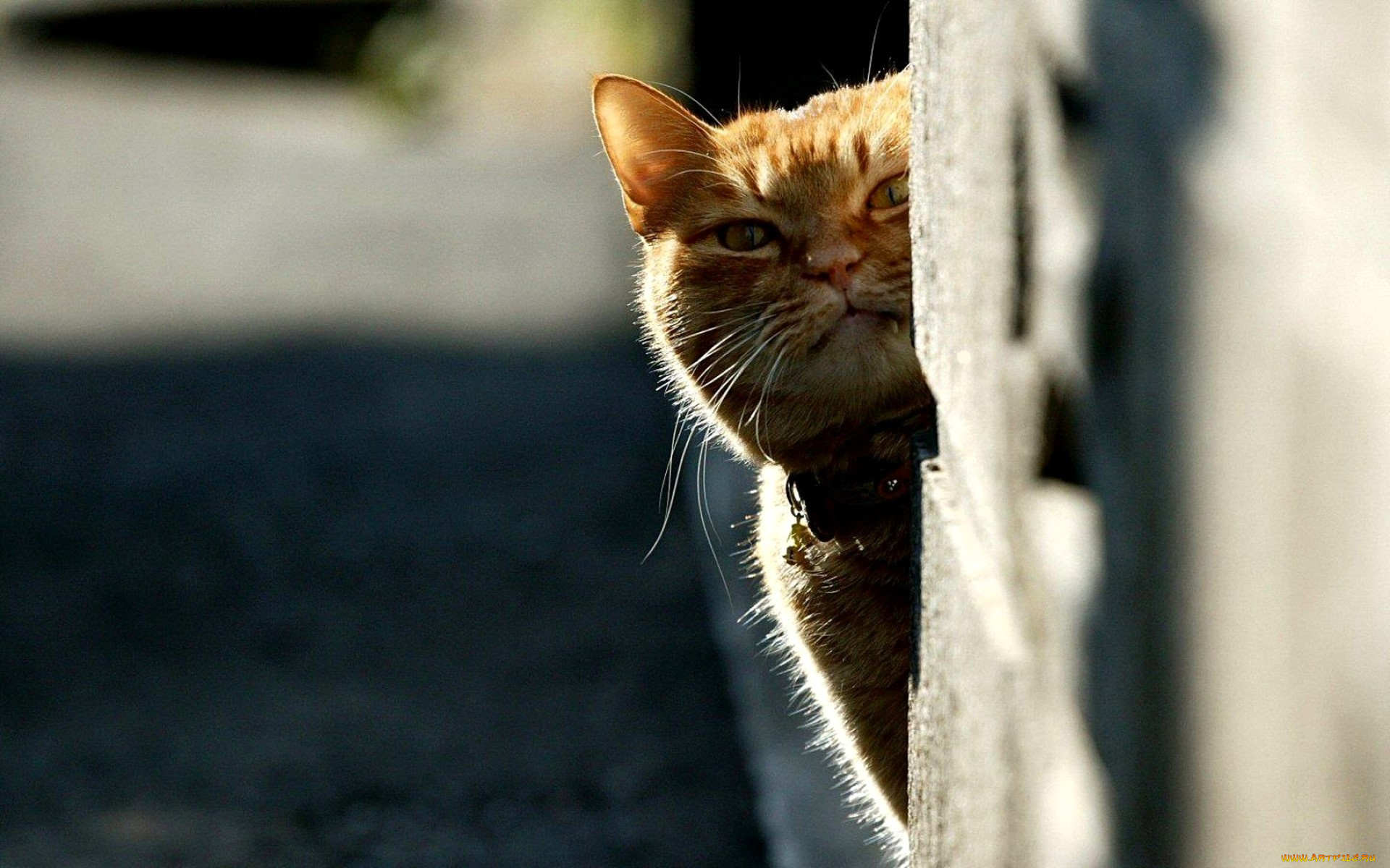 животные, коты, кот, рыжий, угол, стена