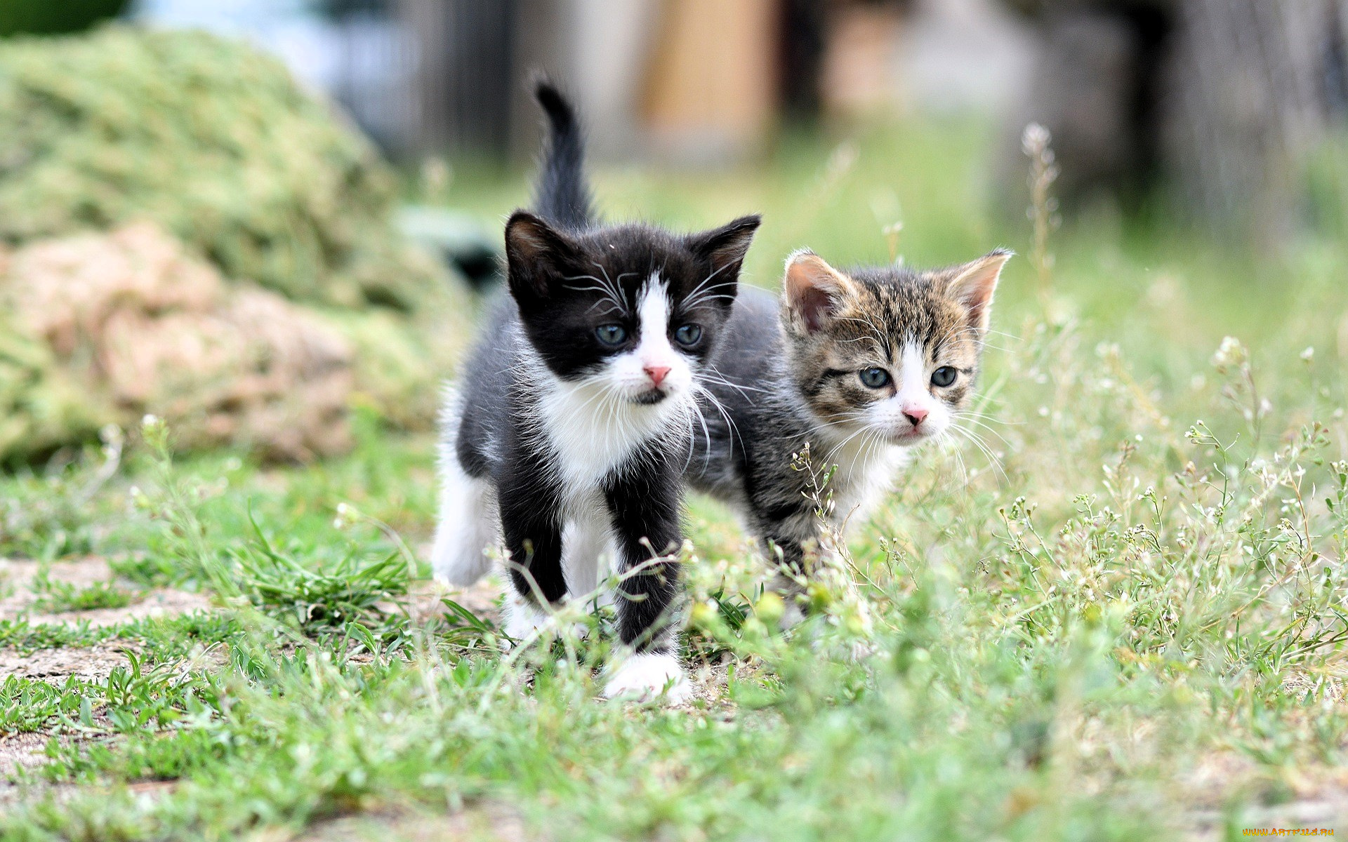 животные, коты, котята, трава