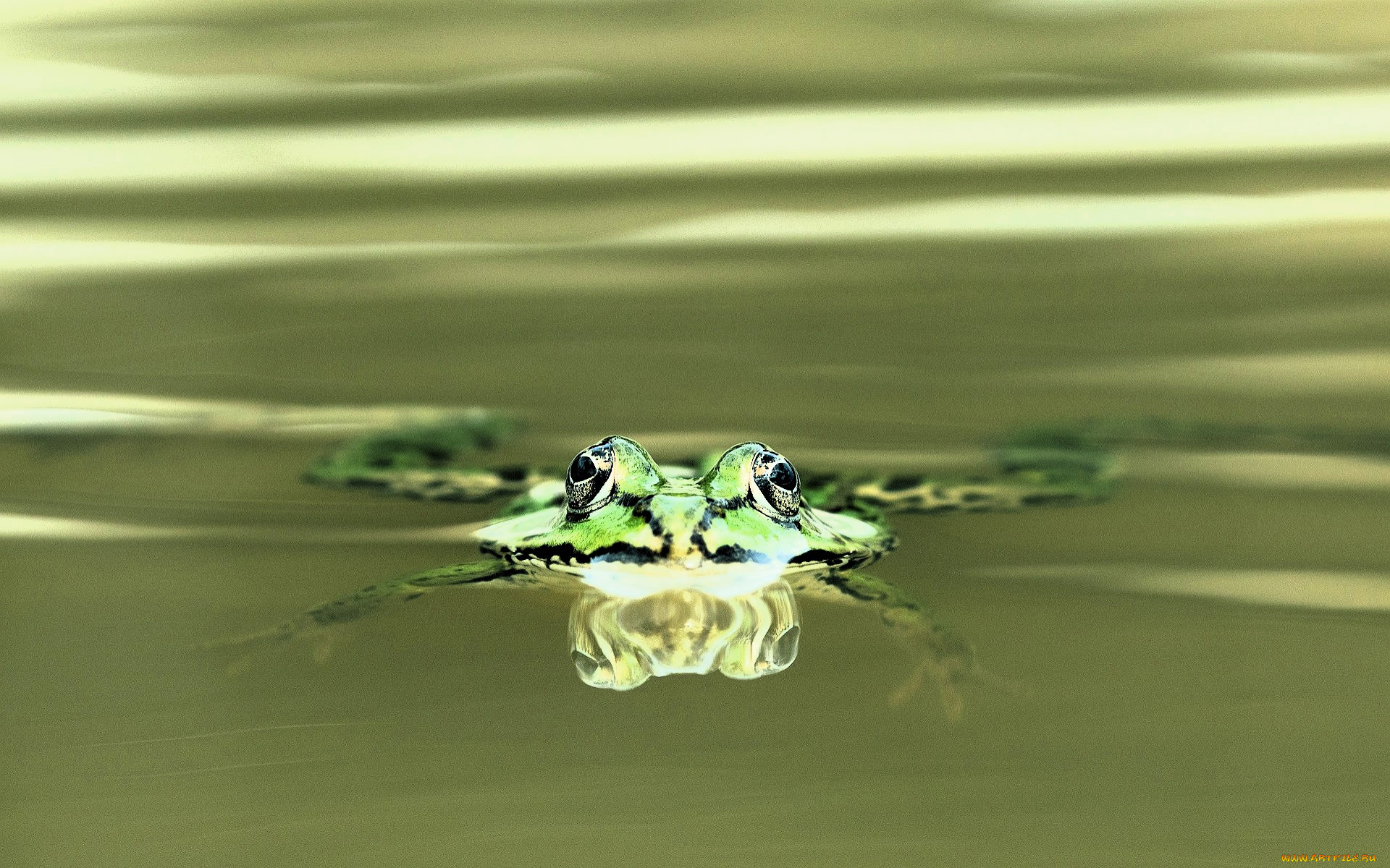 животные, лягушки, лягушка, вода