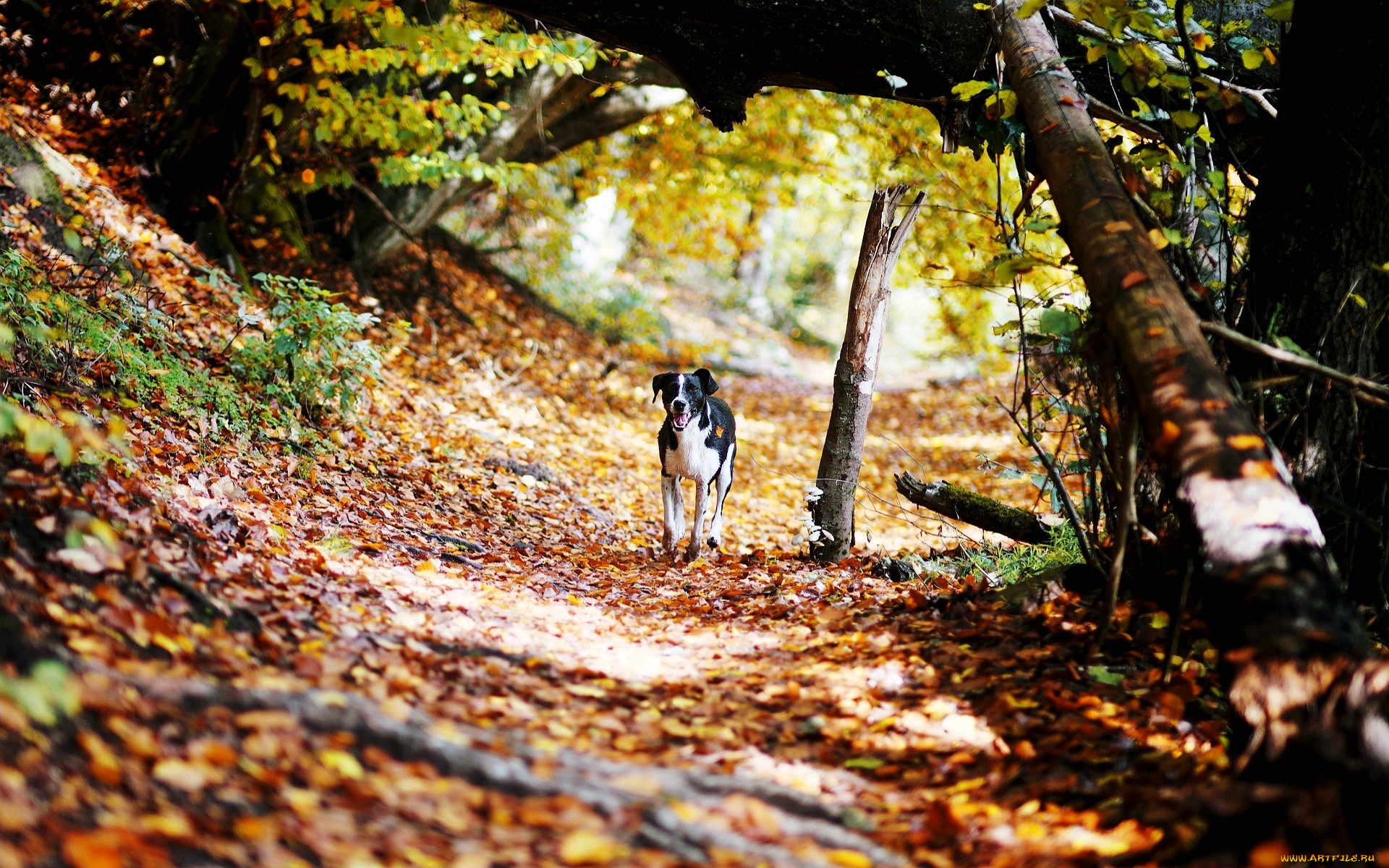 животные, собаки, собака, лес, осень, листья, овраг
