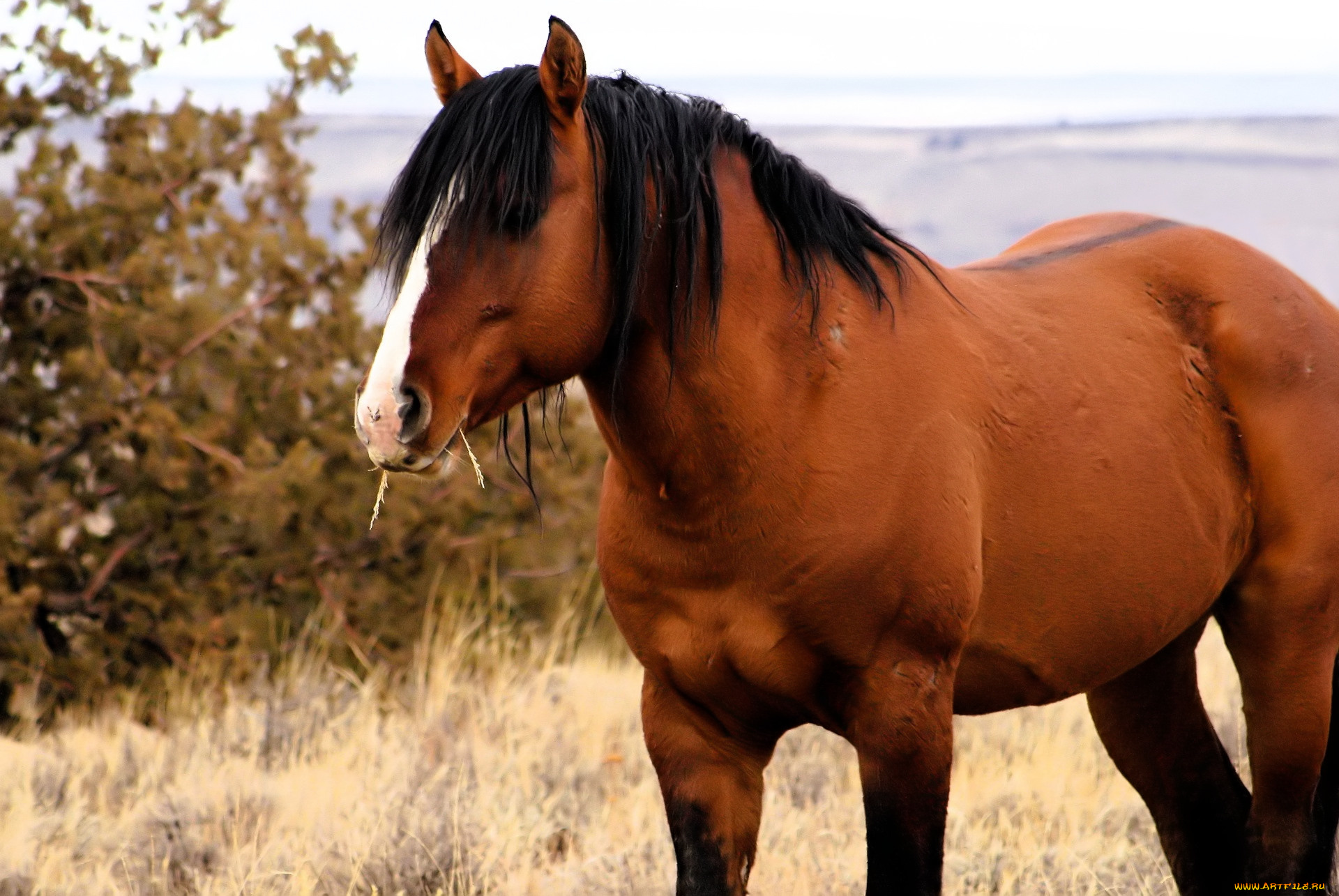 животные, лошади, лошадь, гнедая, трава, кусты