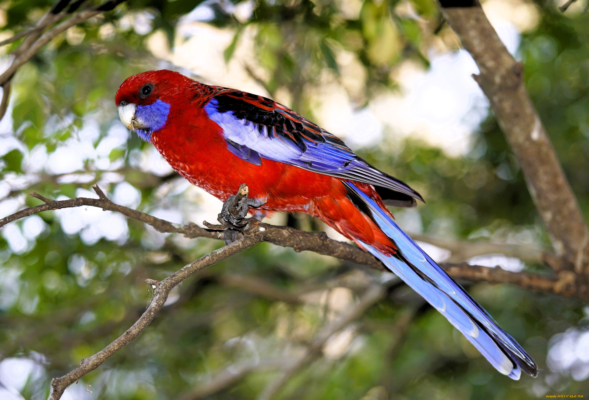 животные, попугаи, попугай, ветки, дерево