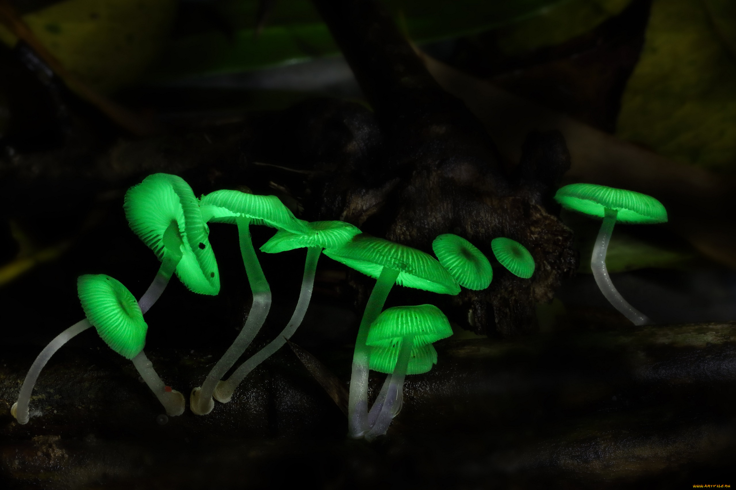 природа, грибы