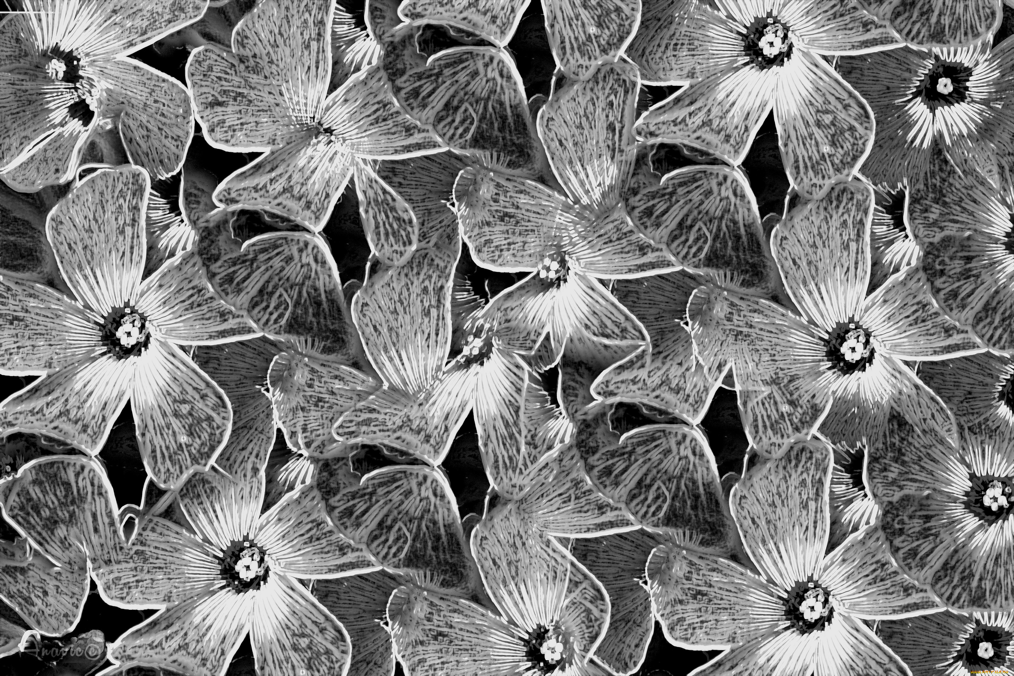 разное, компьютерный, дизайн, цветы