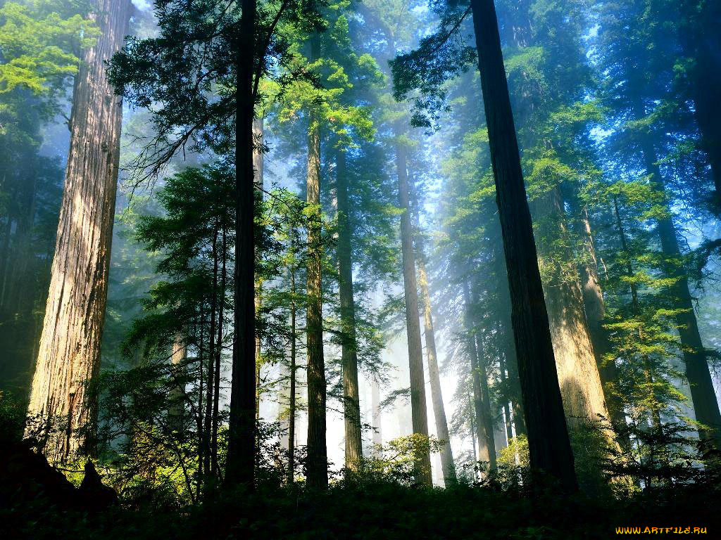 aero, woods, компьютеры, windows, vista, longhorn