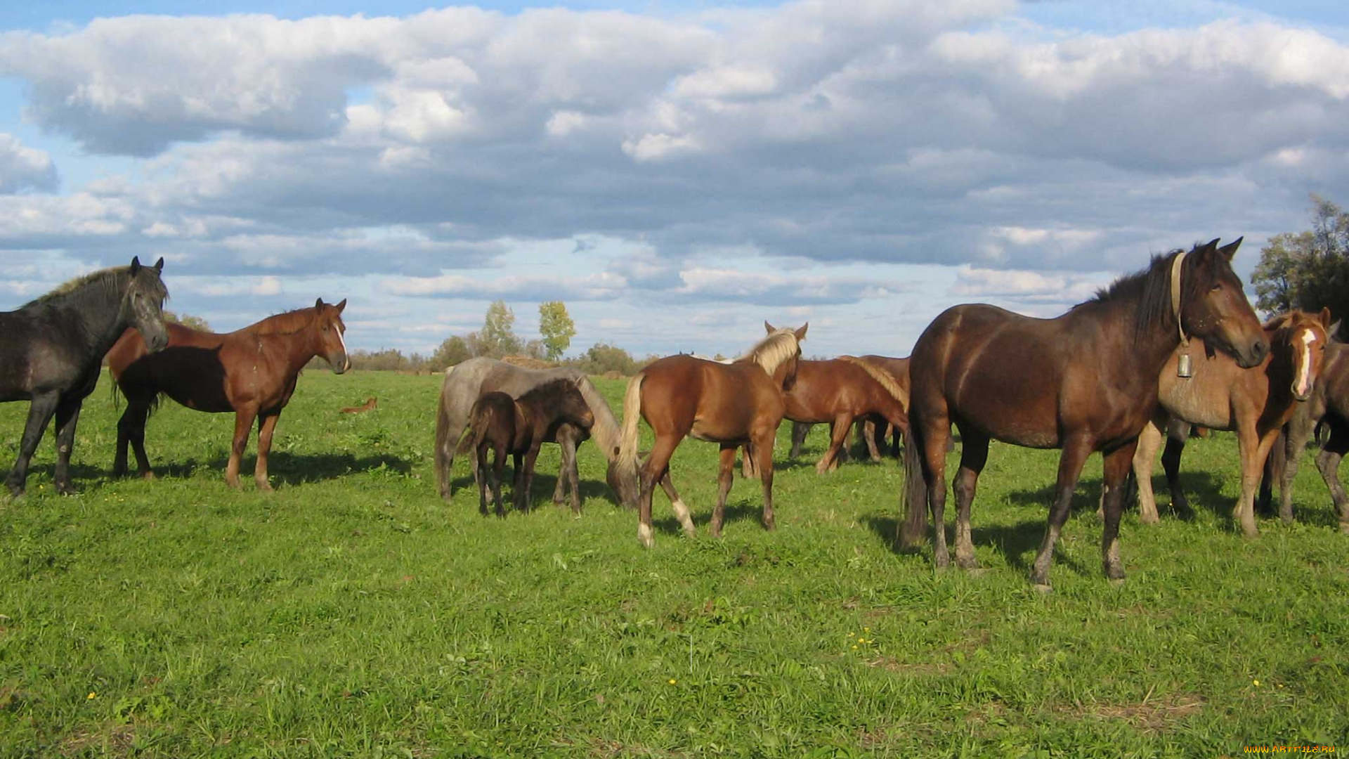 кони, животные, лошади