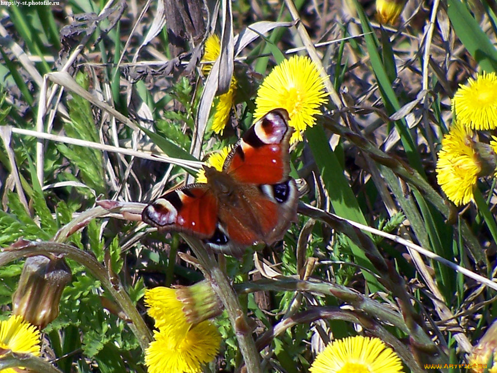 бабочка, животные, бабочки