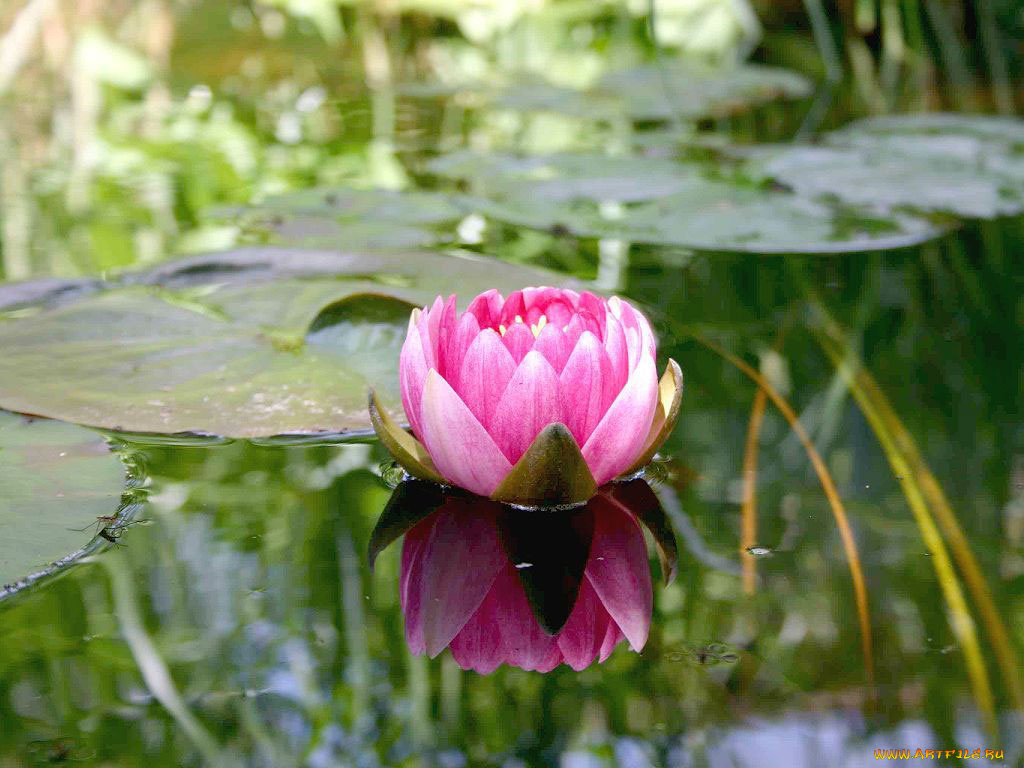 цветы, лилии, водяные, нимфеи, кувшинки