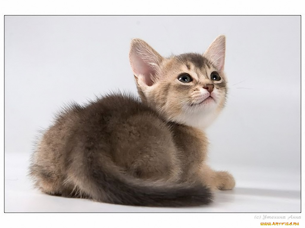 животные, коты