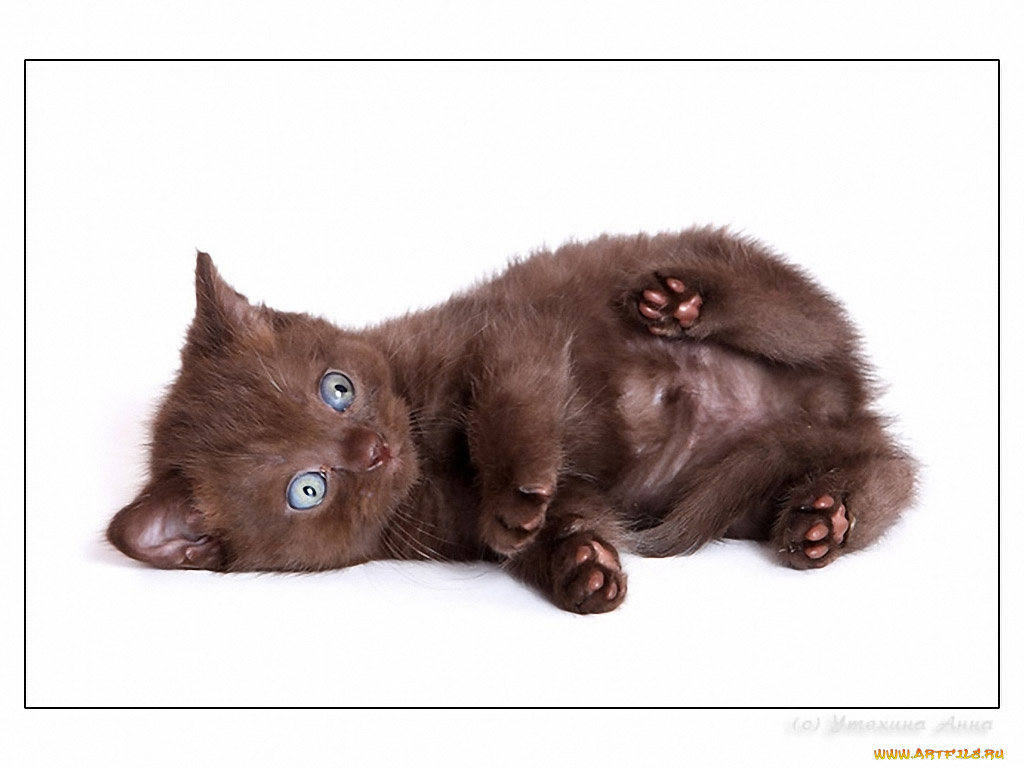 животные, коты