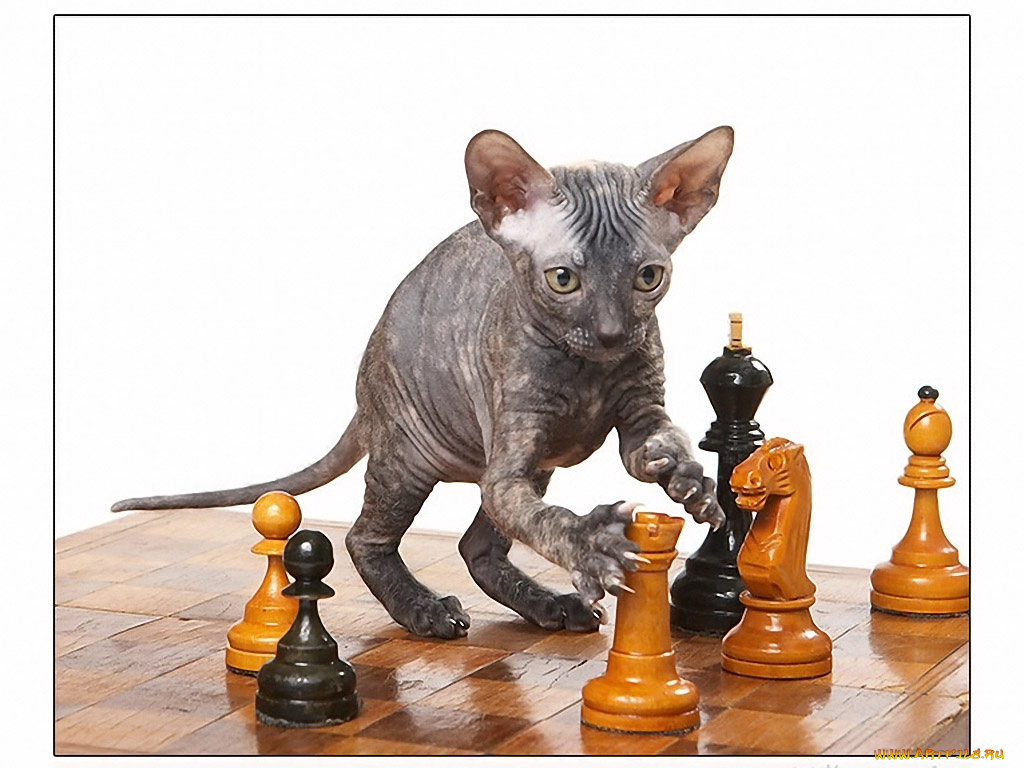 животные, коты